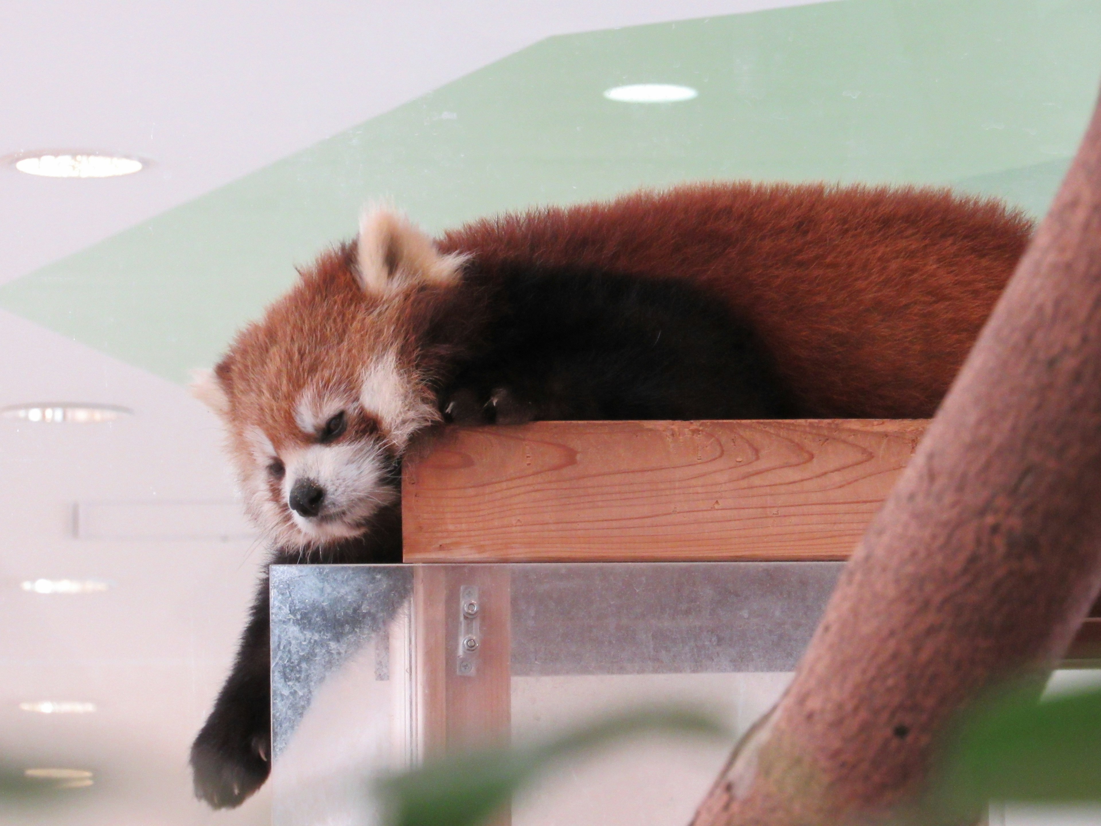 A sleeping red panda relaxing on a wooden perch