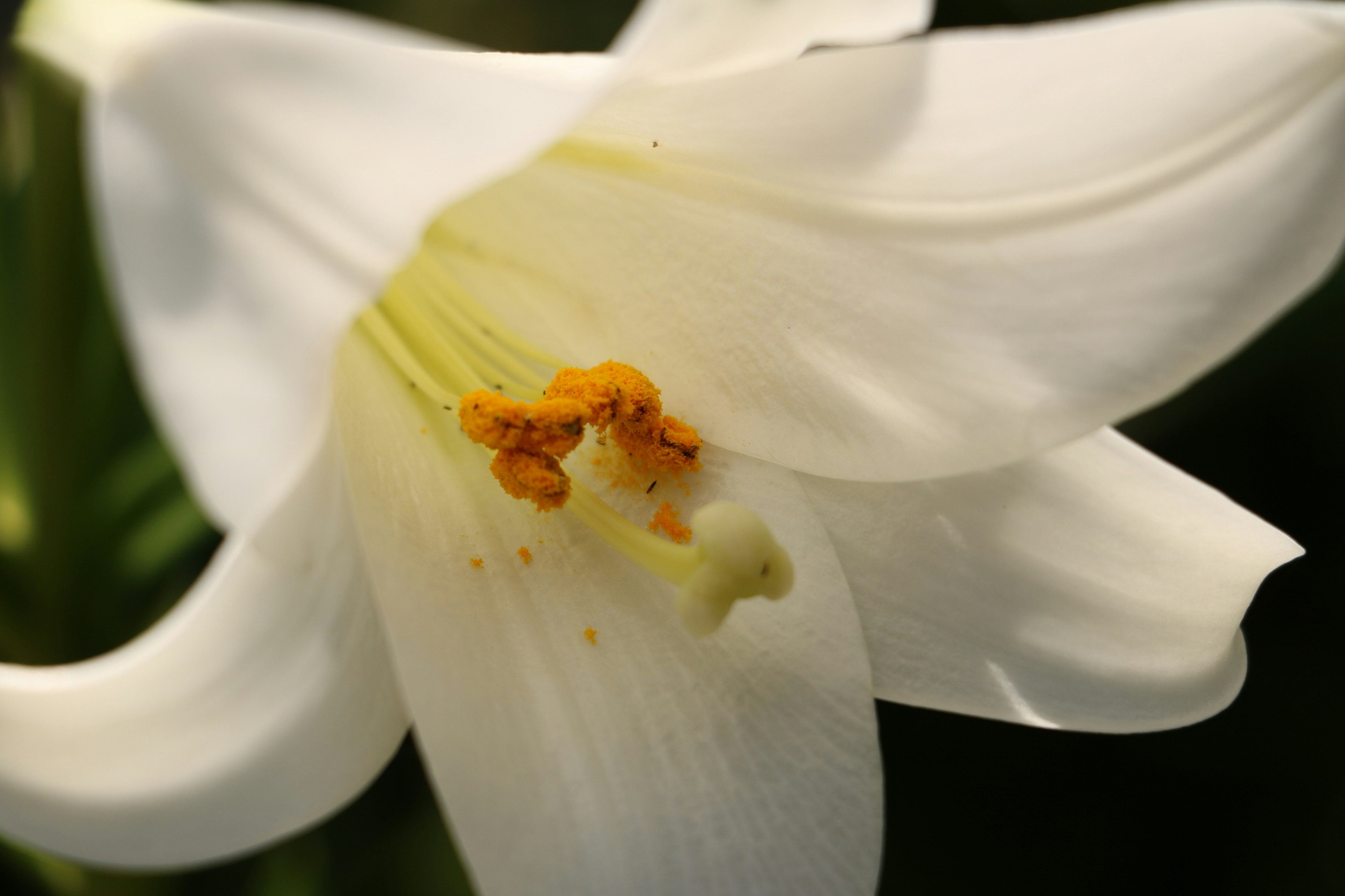 白色百合花的特写，中心有橙色雄蕊