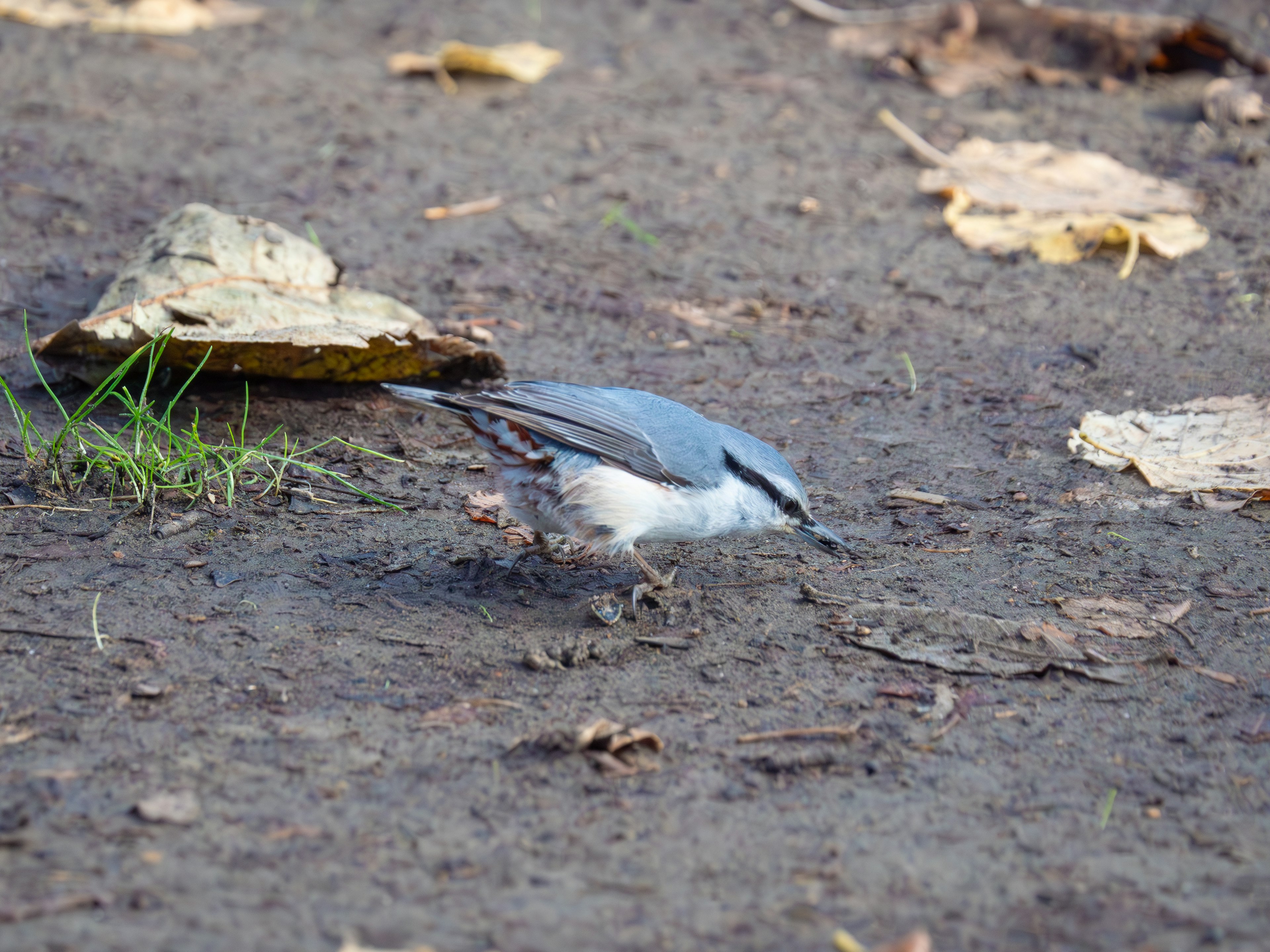 青い鳥が地面で餌を探している様子