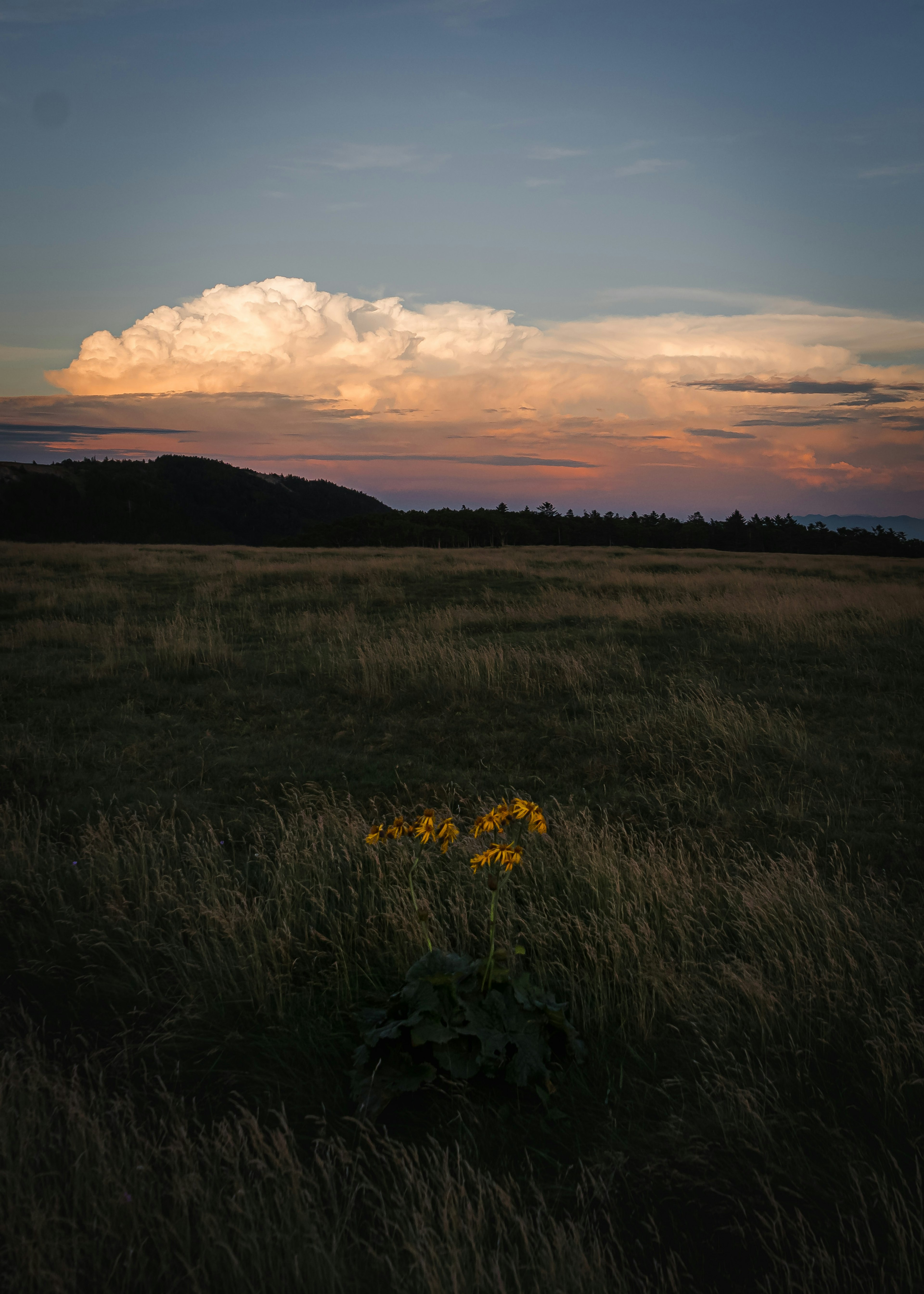 草原に咲く黄色い花と夕焼けの雲の風景