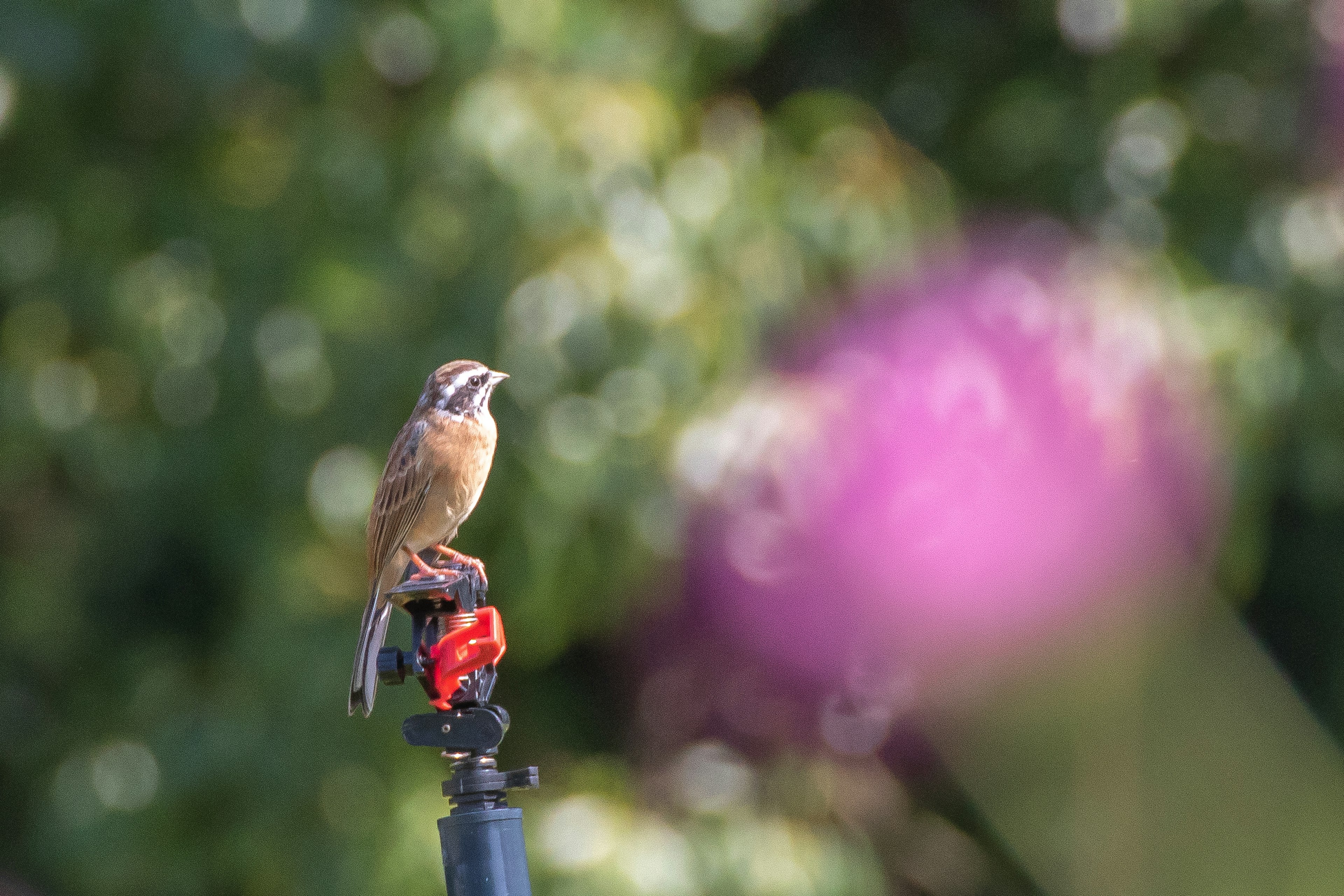 鳥が赤いスプリンクラーの上に立っている背景には緑の葉と紫の花がある