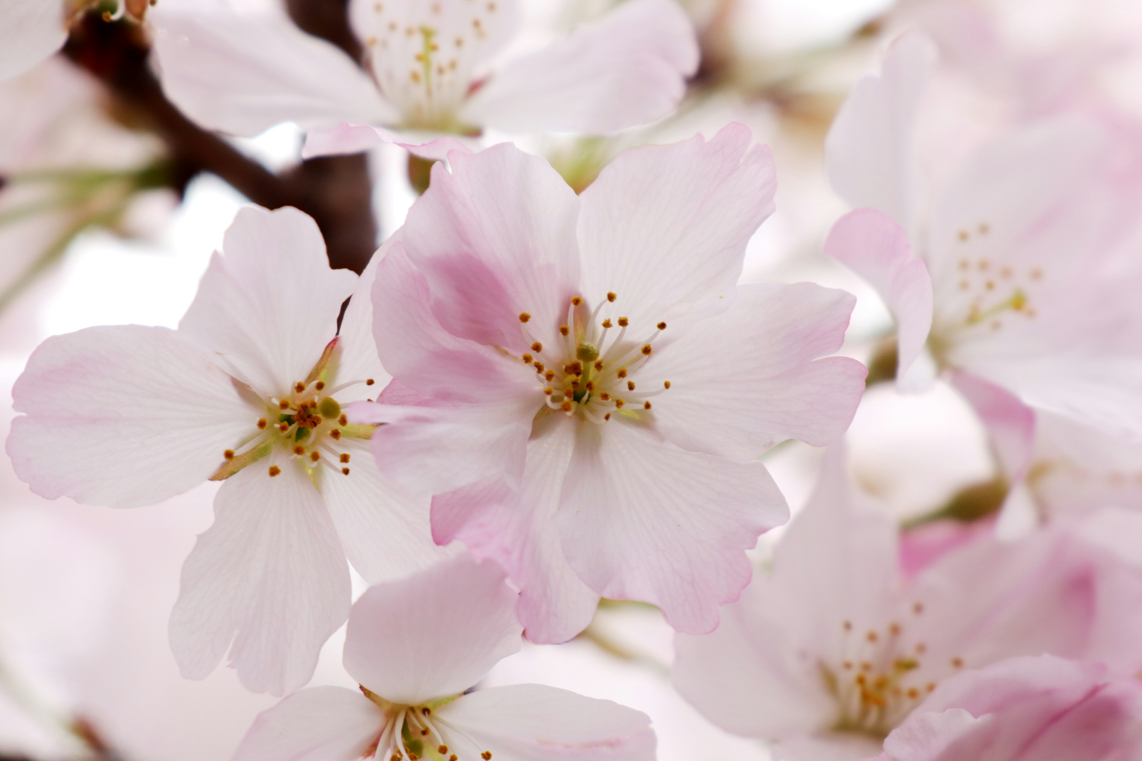 Close-up image of cherry blossom petals