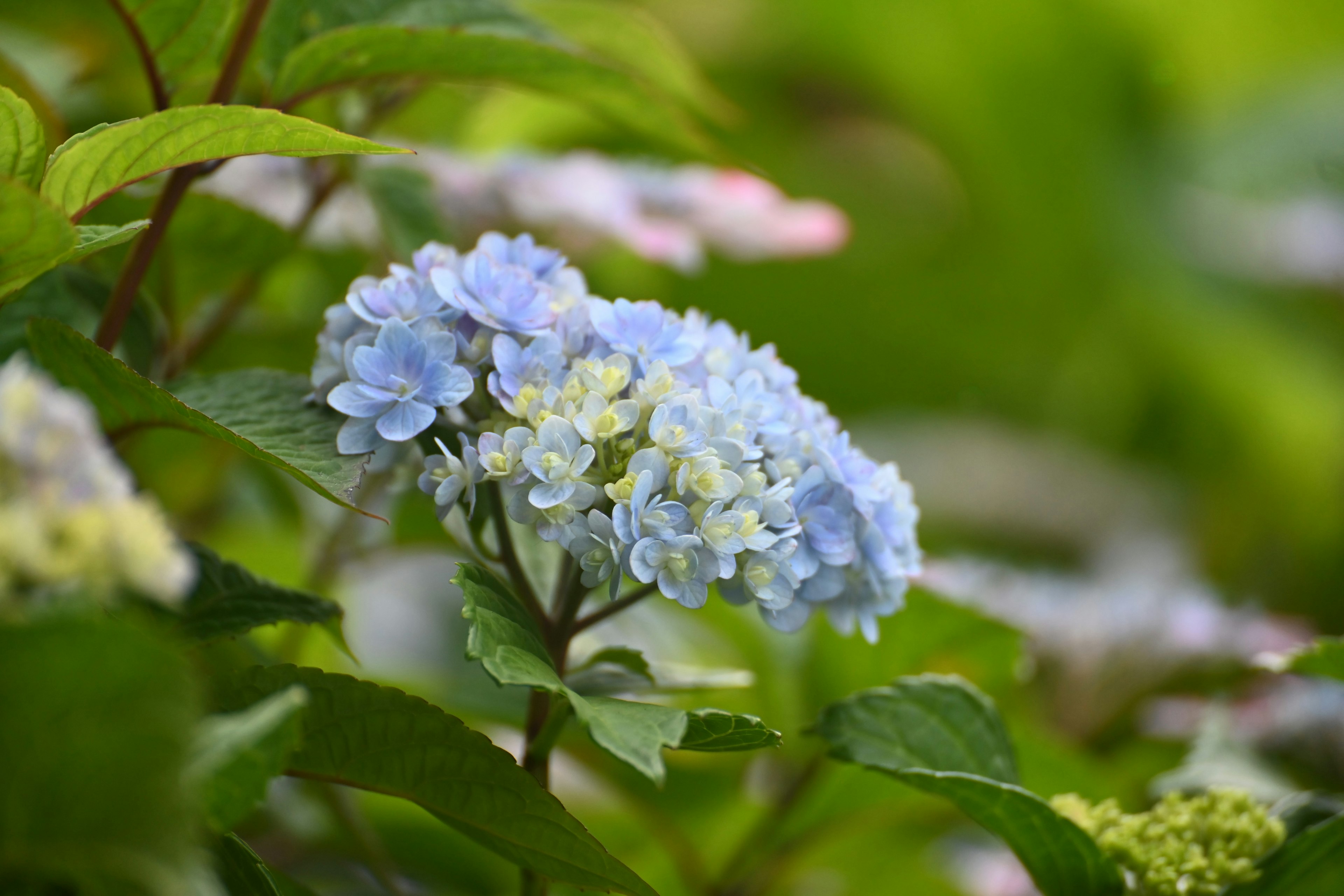 Blue hydrangea flowers surrounded by green leaves