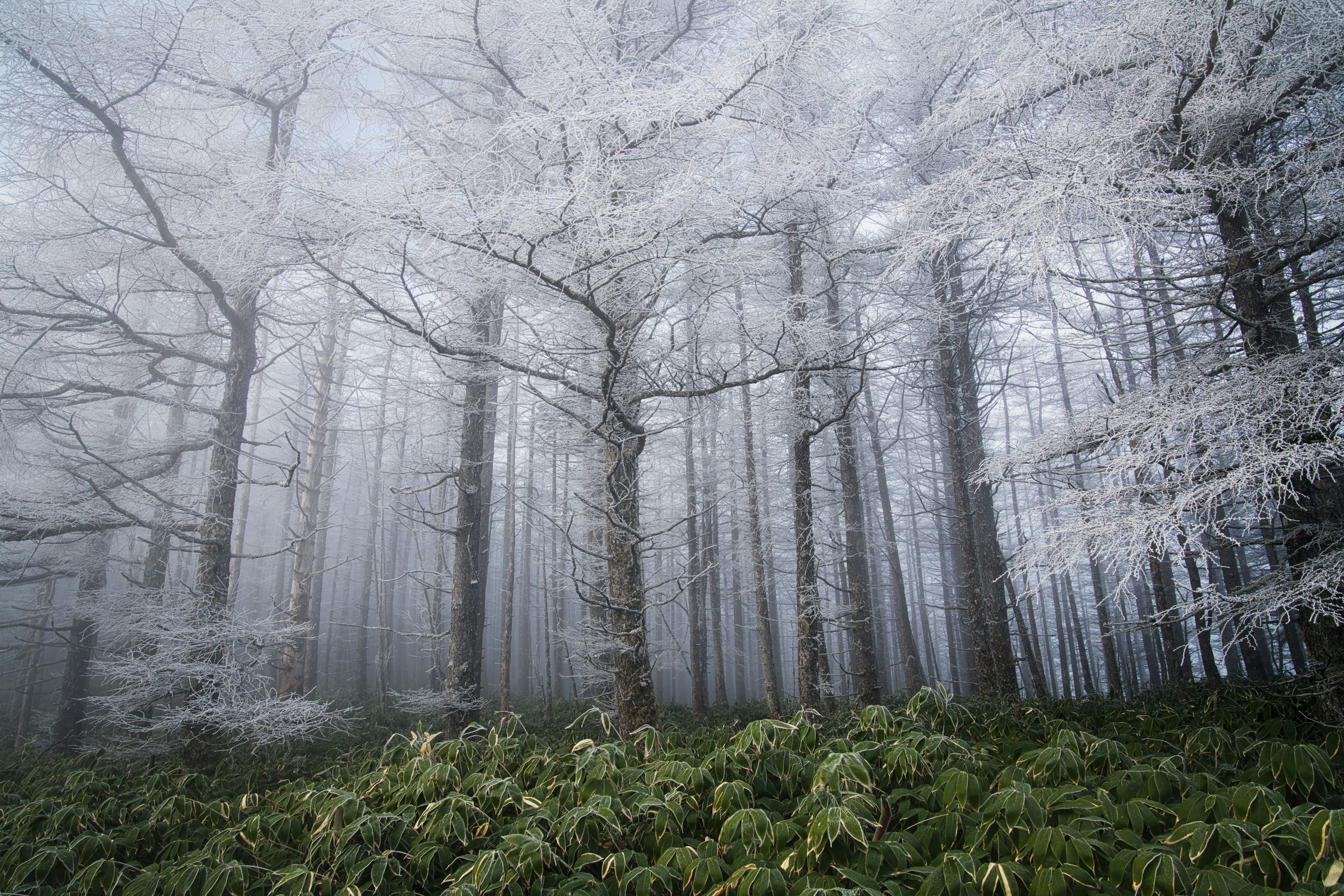 Foresta nebbiosa con alberi bianchi e felci verdi