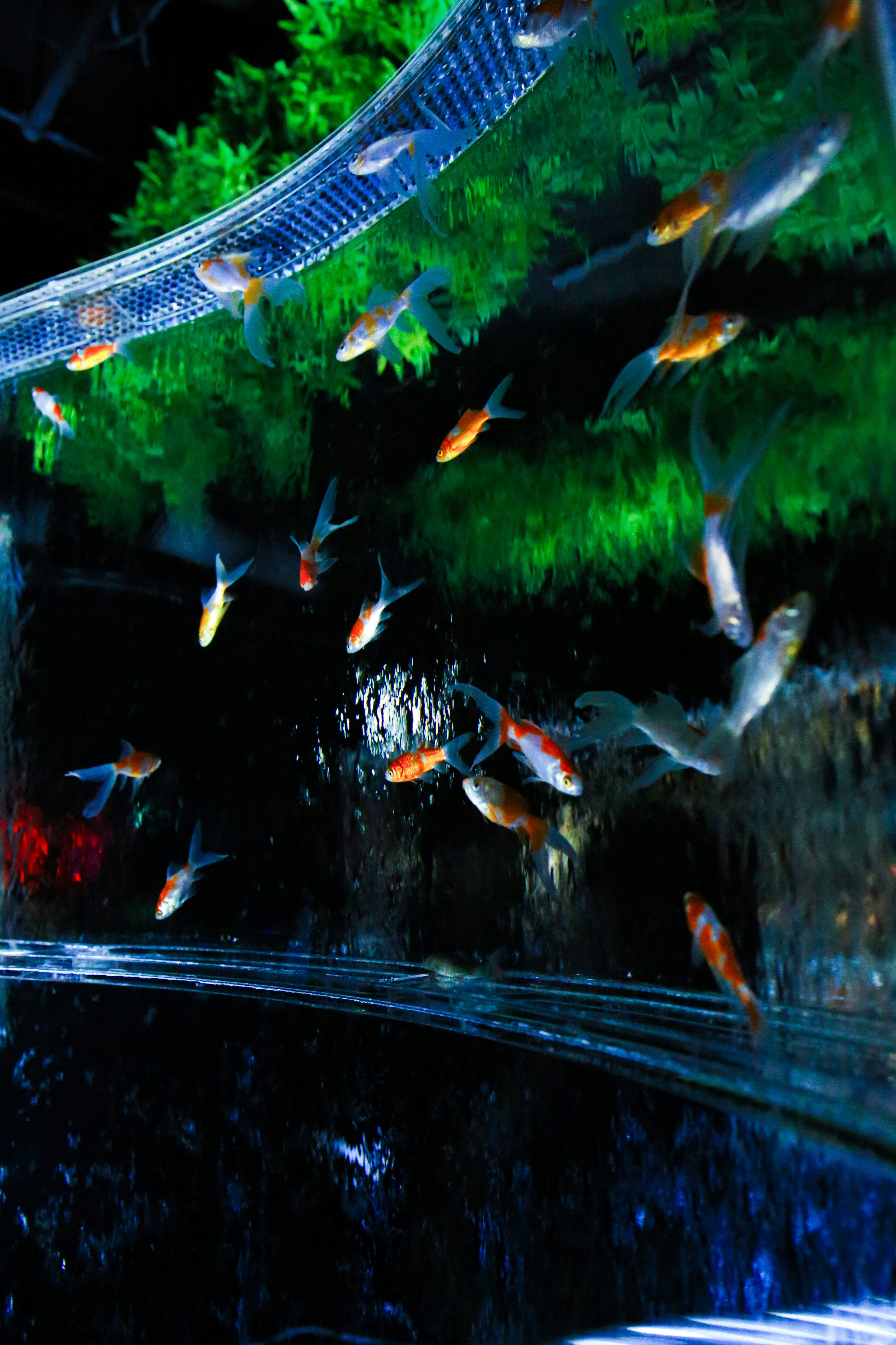 Peces coloridos nadando en un acuario bellamente iluminado