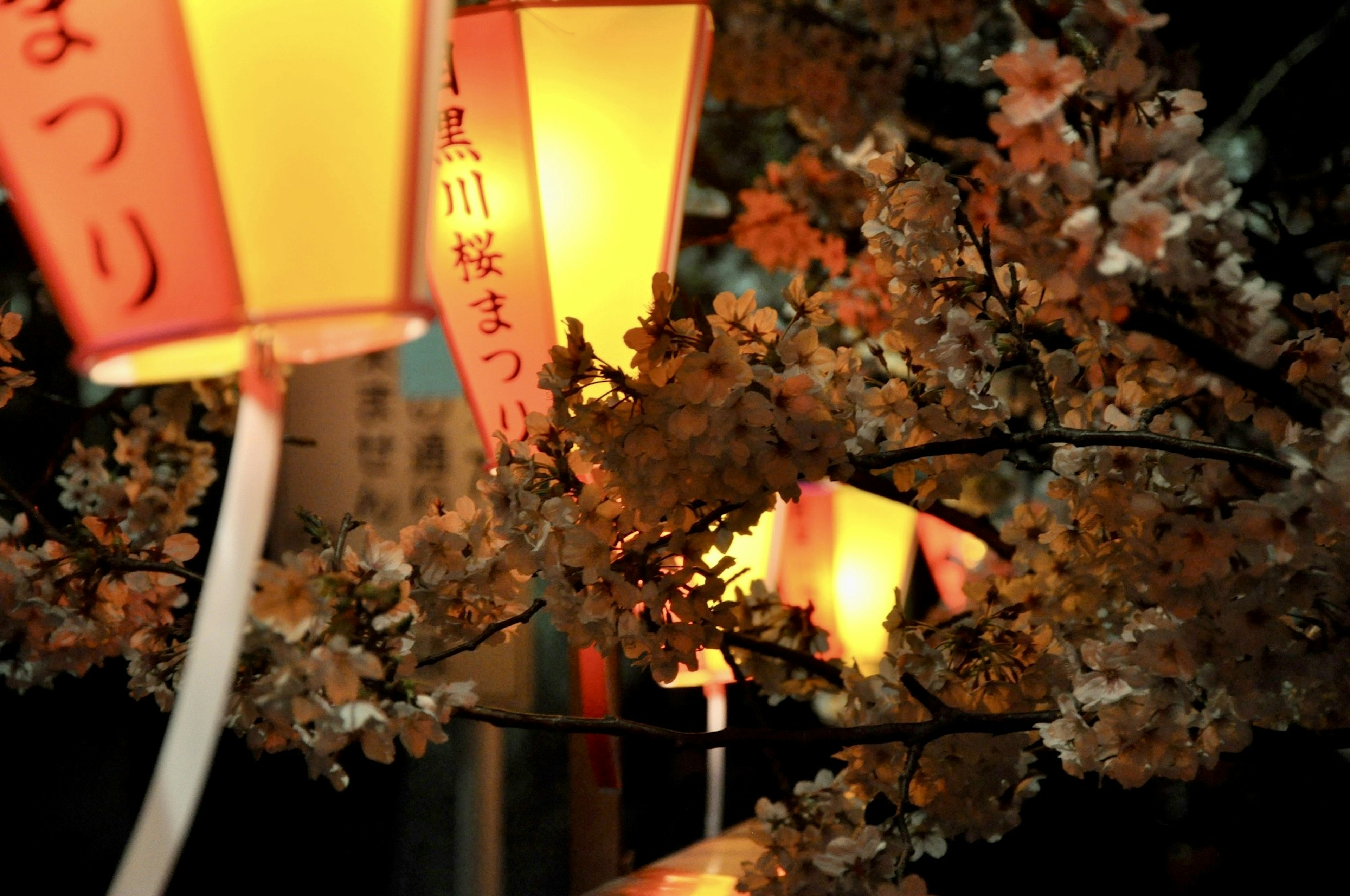 Pemandangan festival malam dengan bunga sakura dan lentera