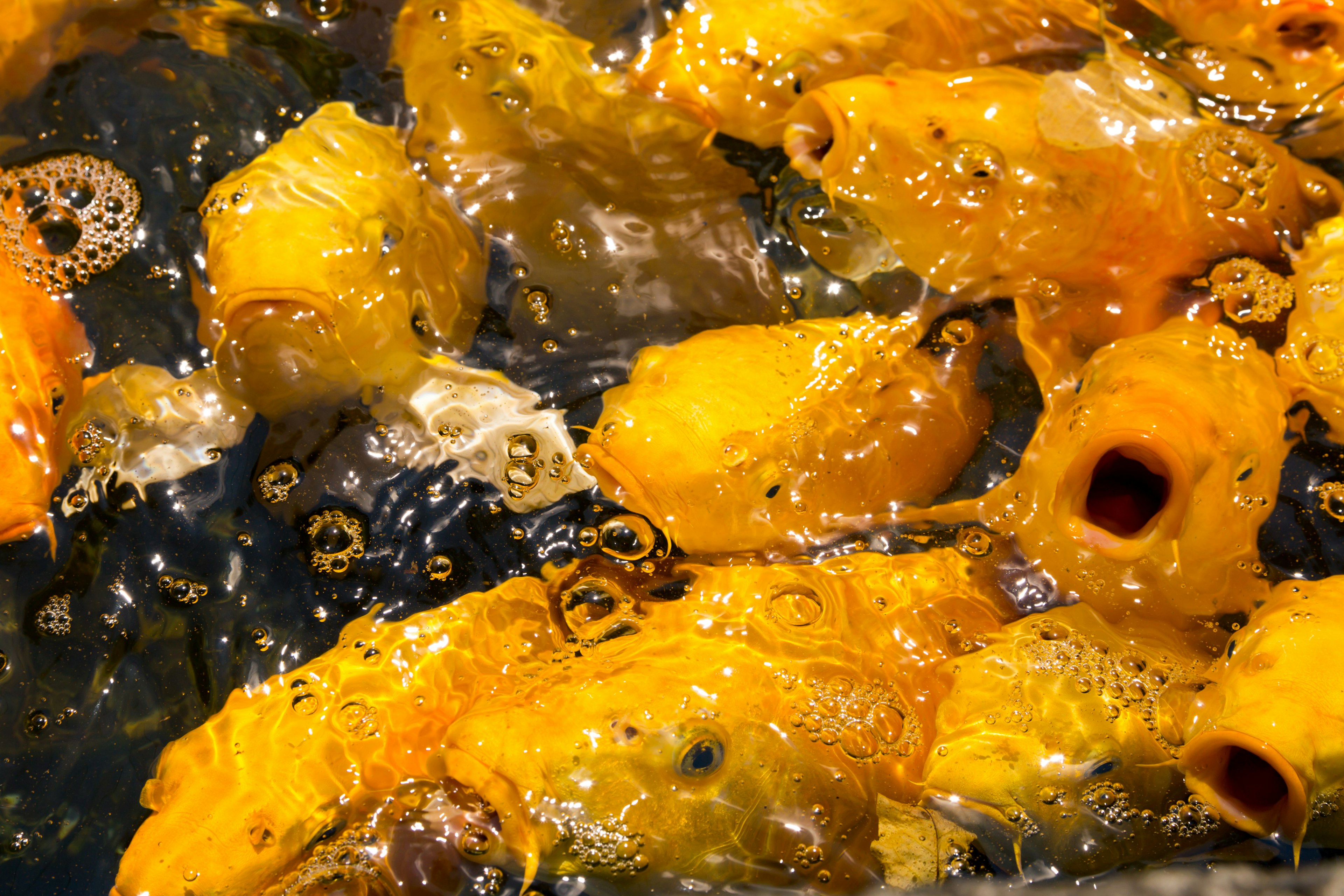 Fried yellow fish swimming in bubbling oil