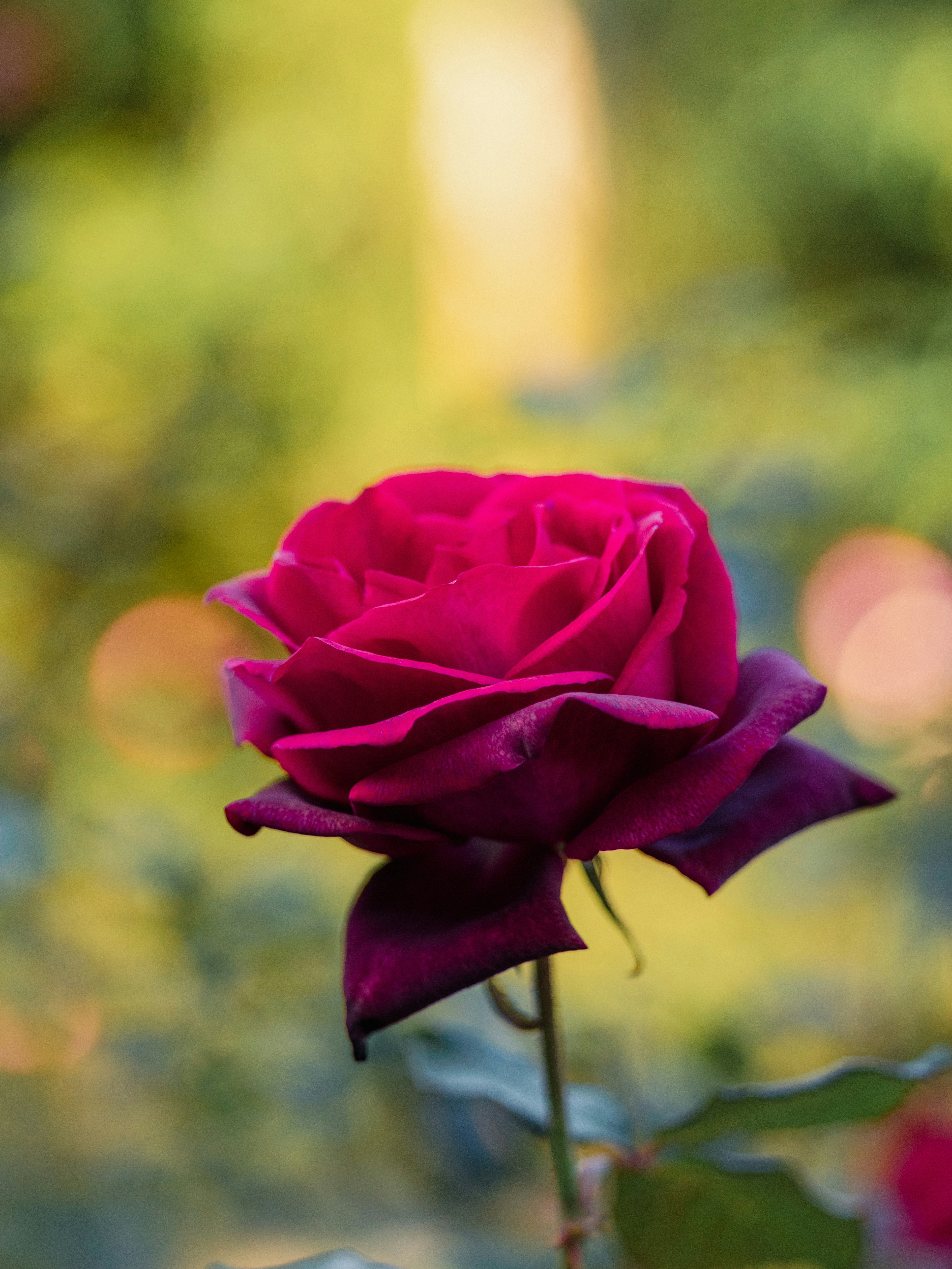 Una hermosa rosa rosa oscuro destaca sobre un fondo verde suave con luces desenfocadas