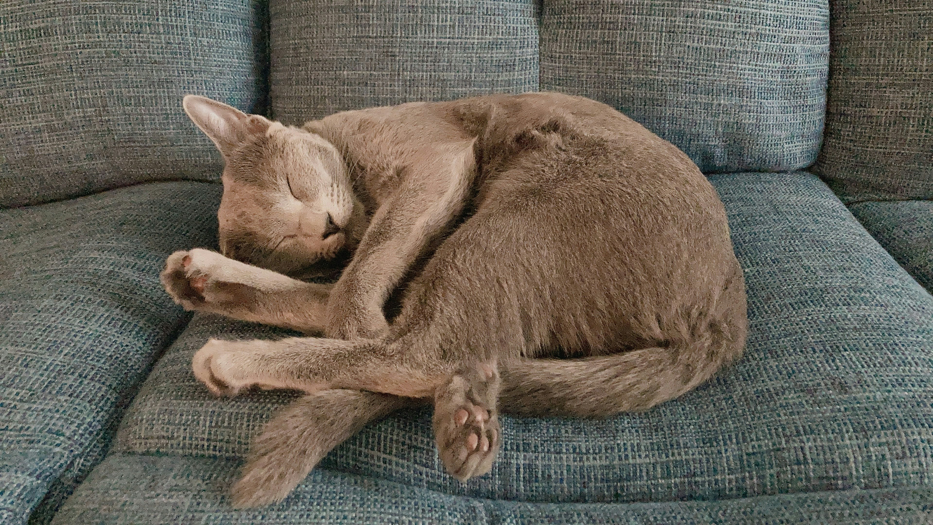 Chat gris enroulé dormant sur un canapé