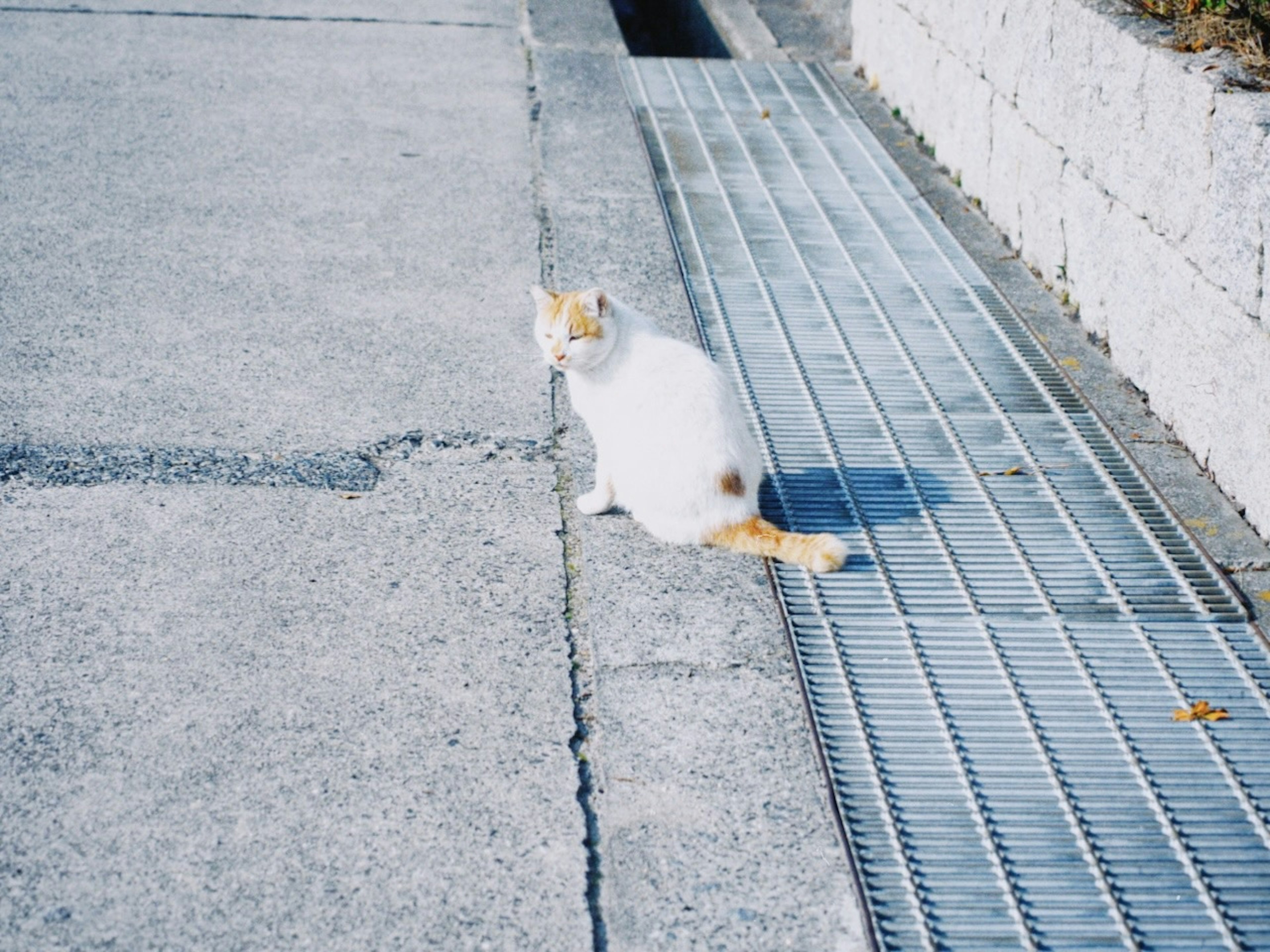 A white cat sitting by the side of a pathway