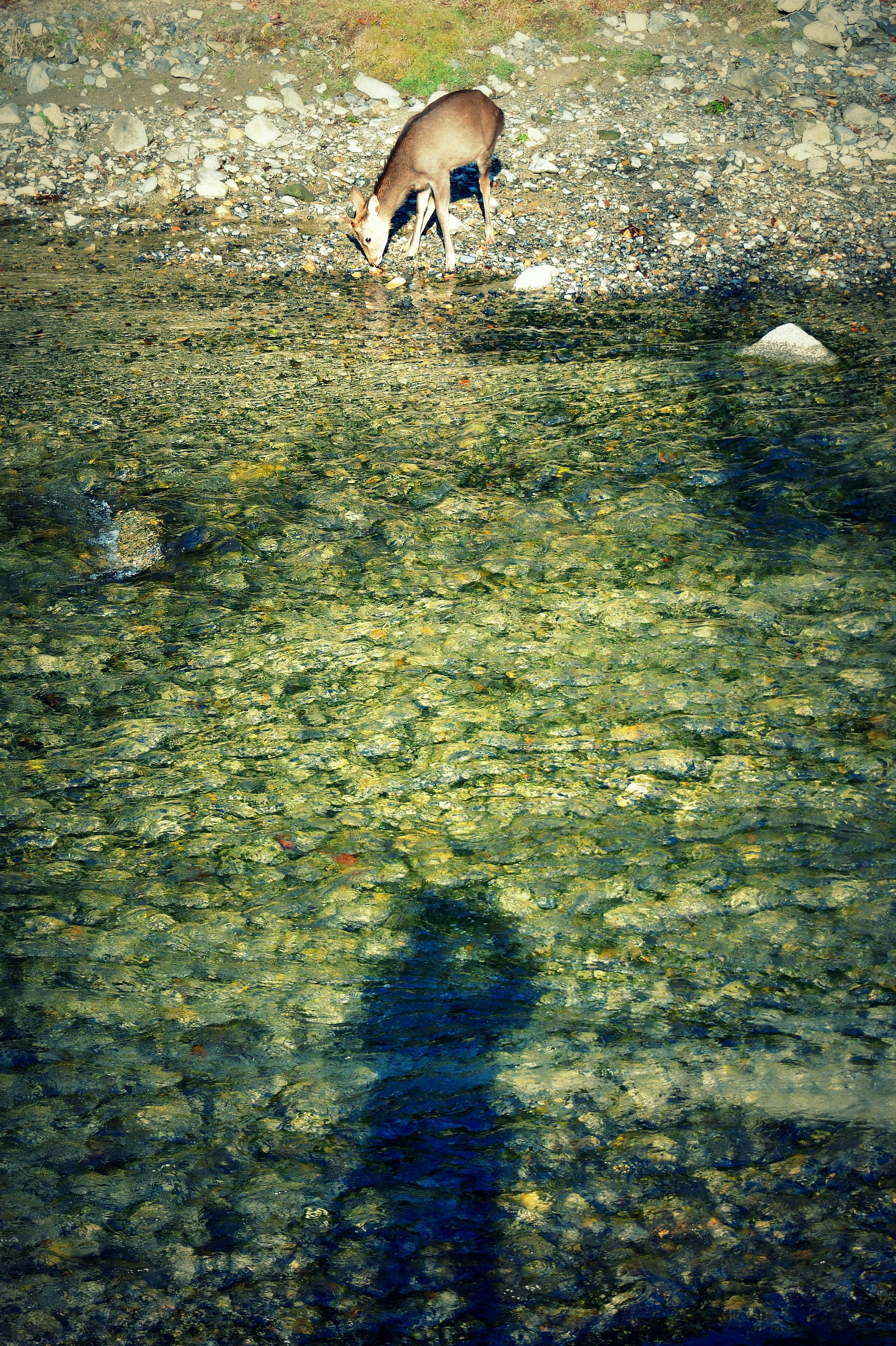 Deer drinking water by the shore with a shadow reflection