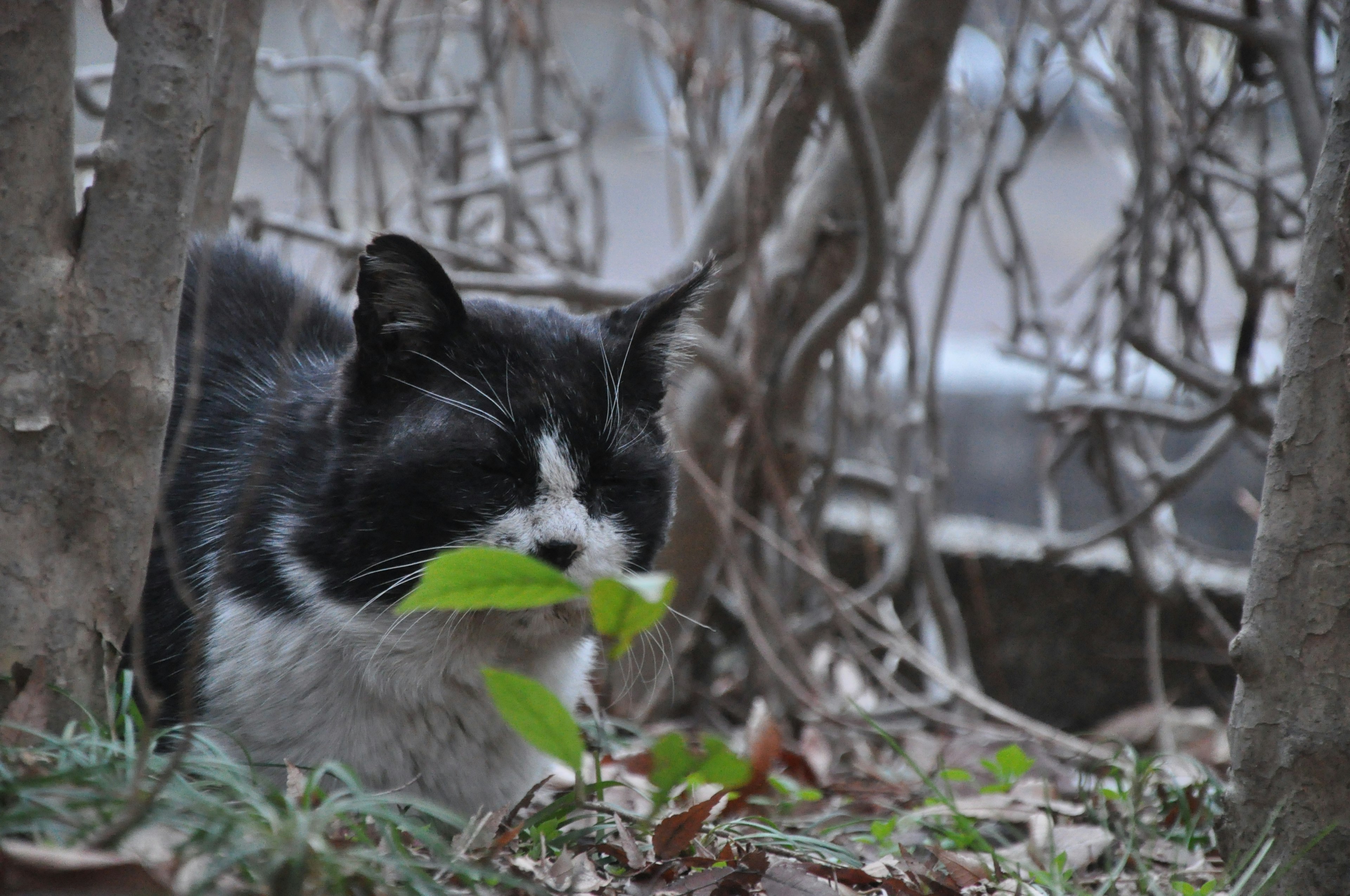 Gato negro y blanco sosteniendo una hoja en los arbustos