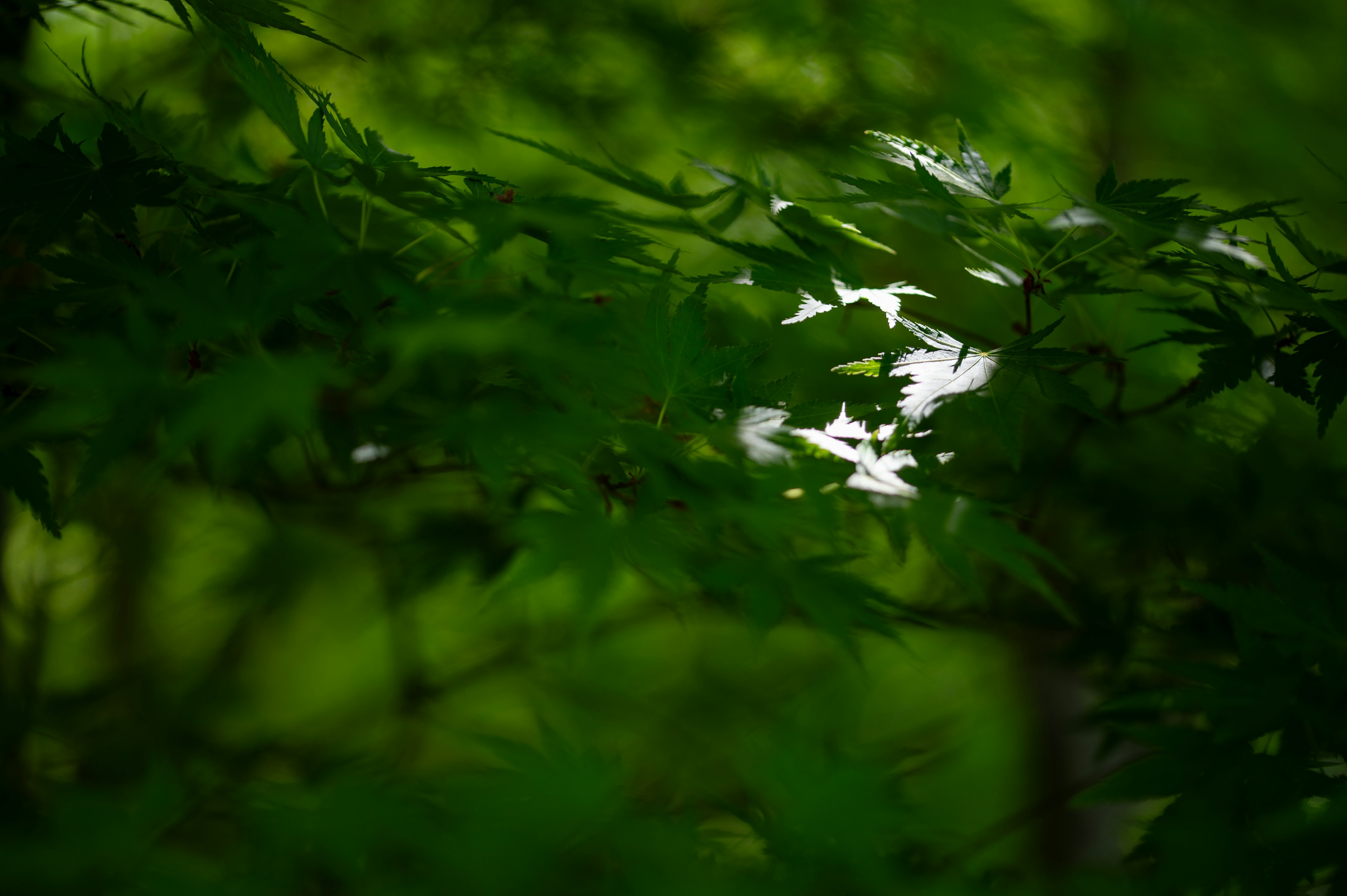 Sunlight filtering through lush green leaves