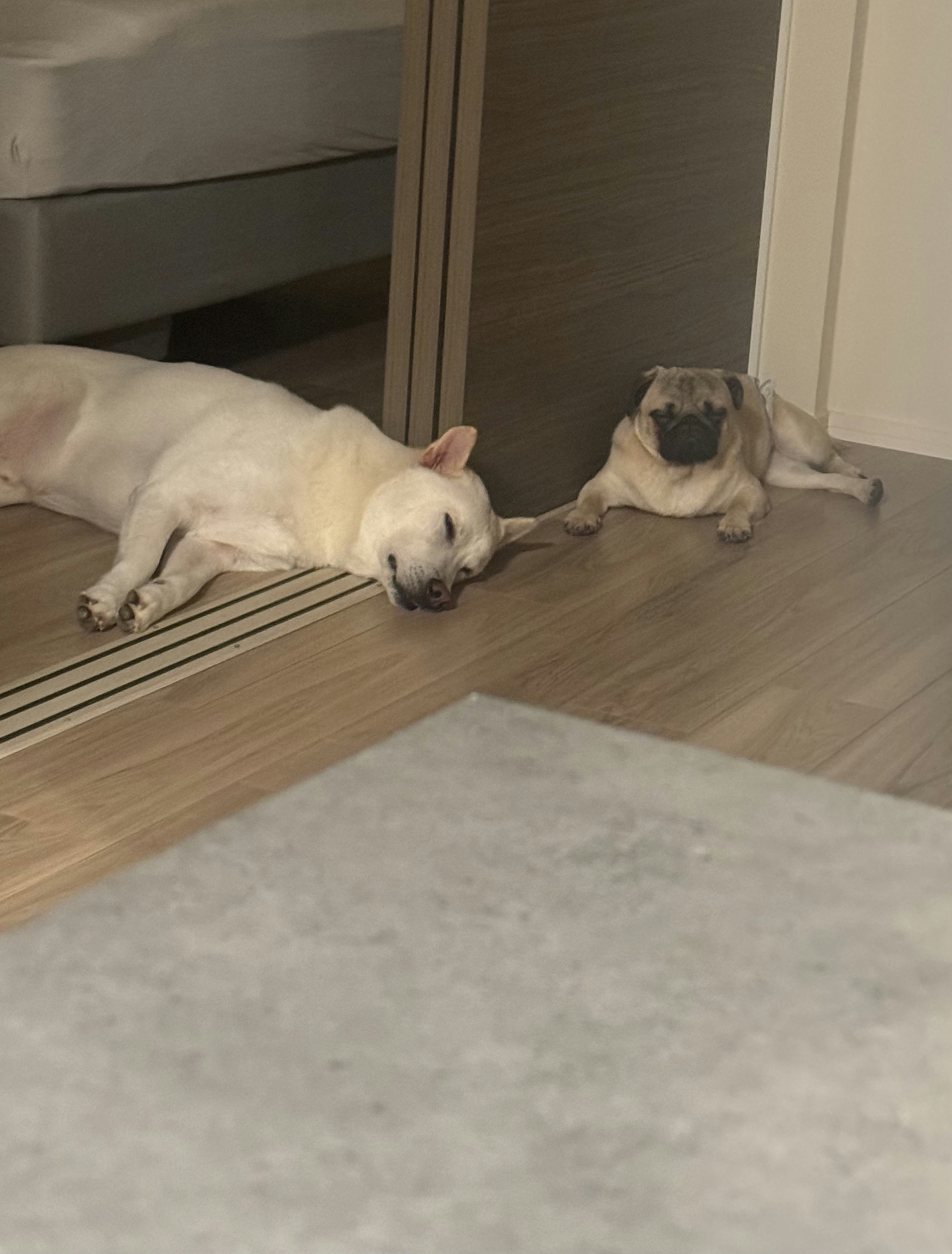 A white dog and a pug sleeping on the floor