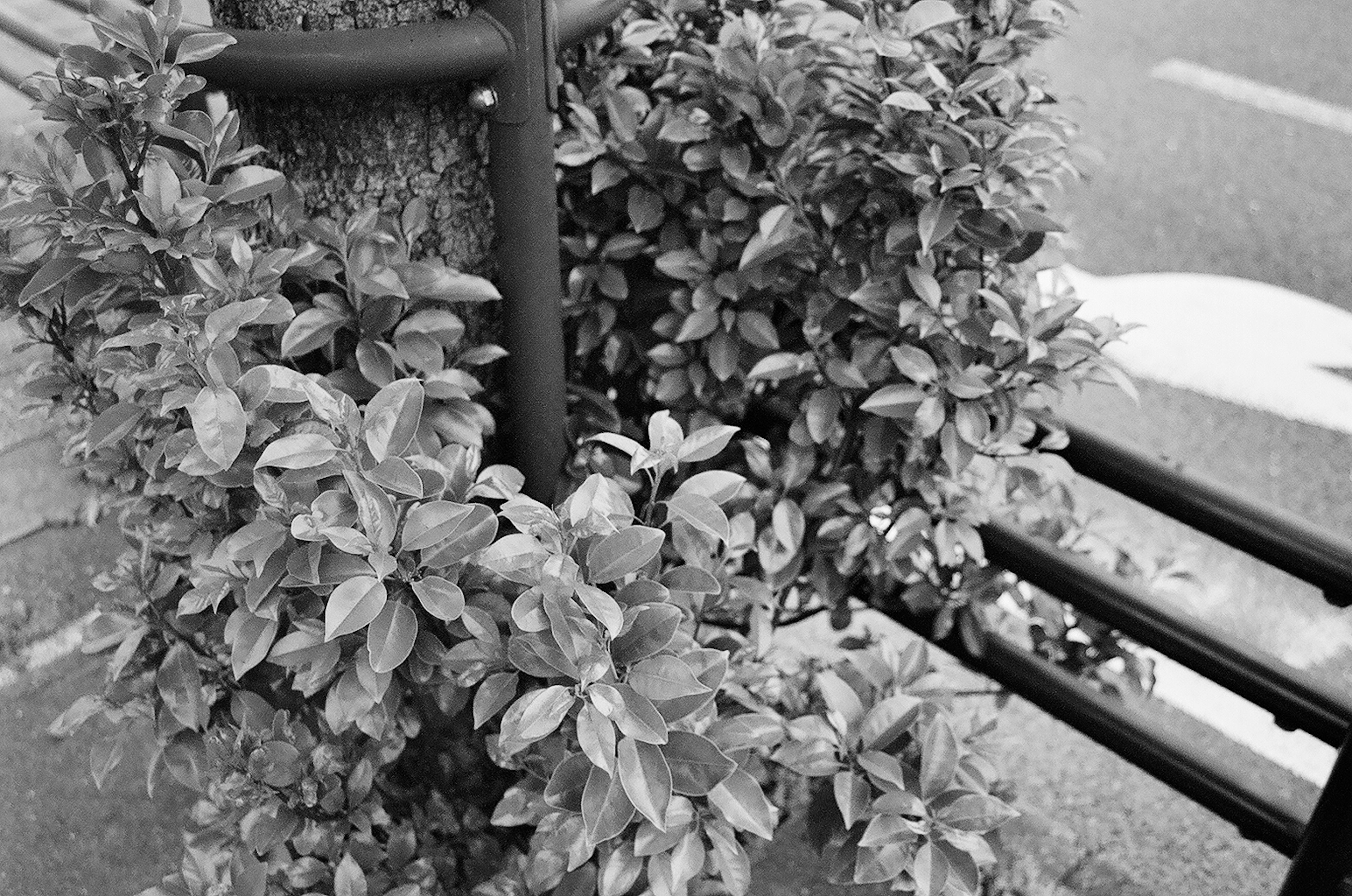 Black and white image featuring green leaves intertwined with a metal post