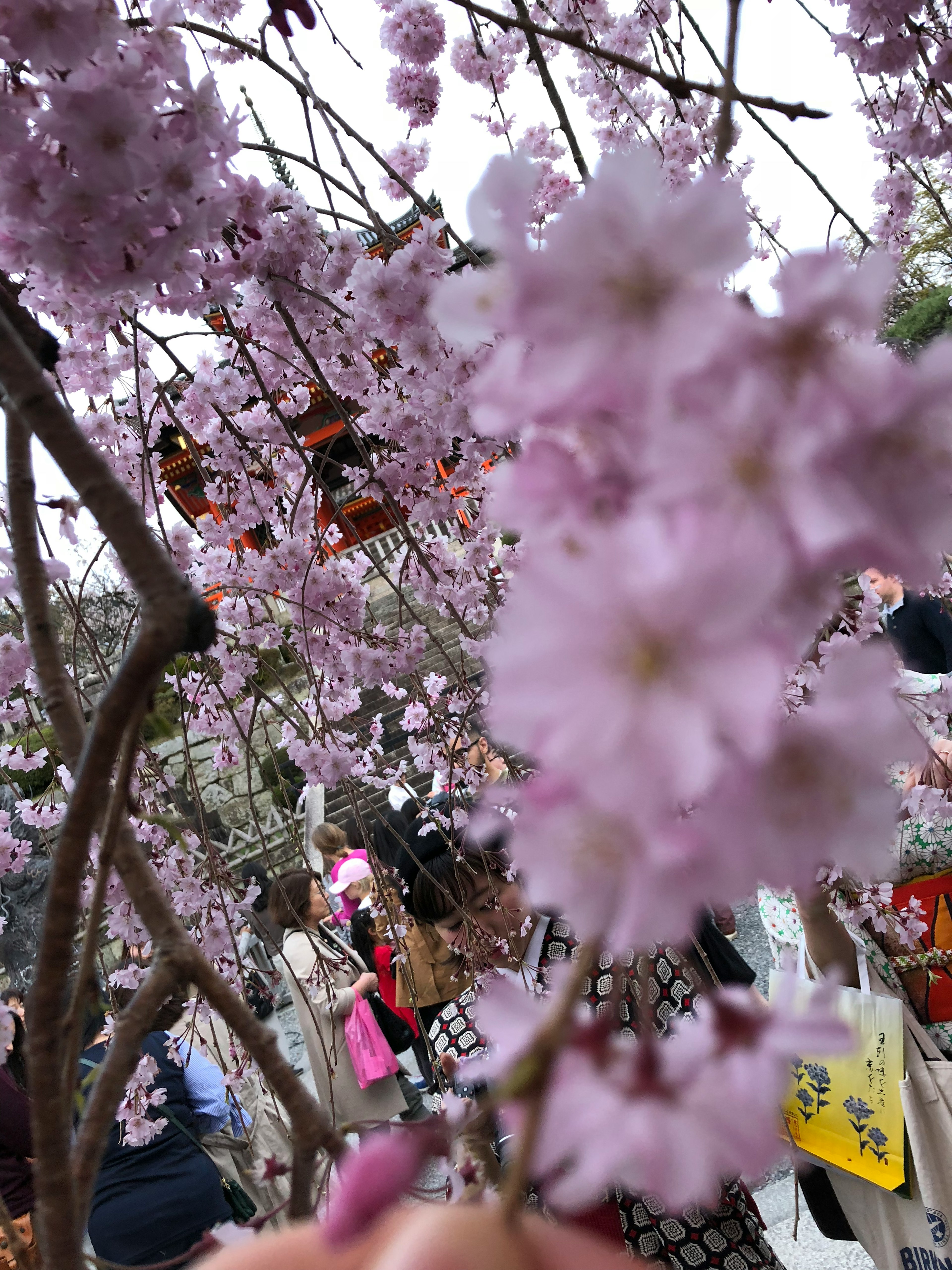 Primer plano de flores de cerezo con personas al fondo