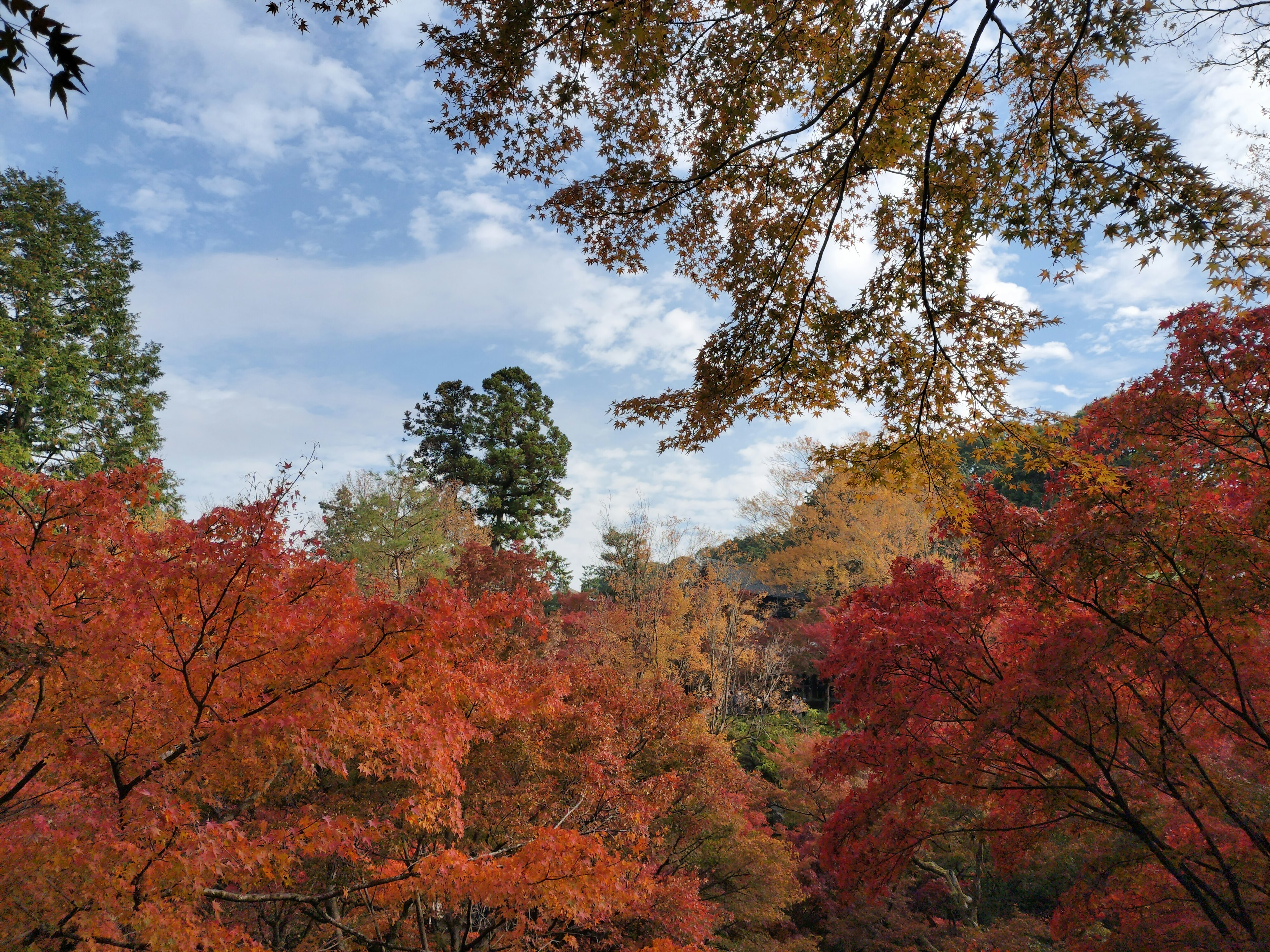 Autumn foliage landscape vibrant red and orange leaves clouds in the sky