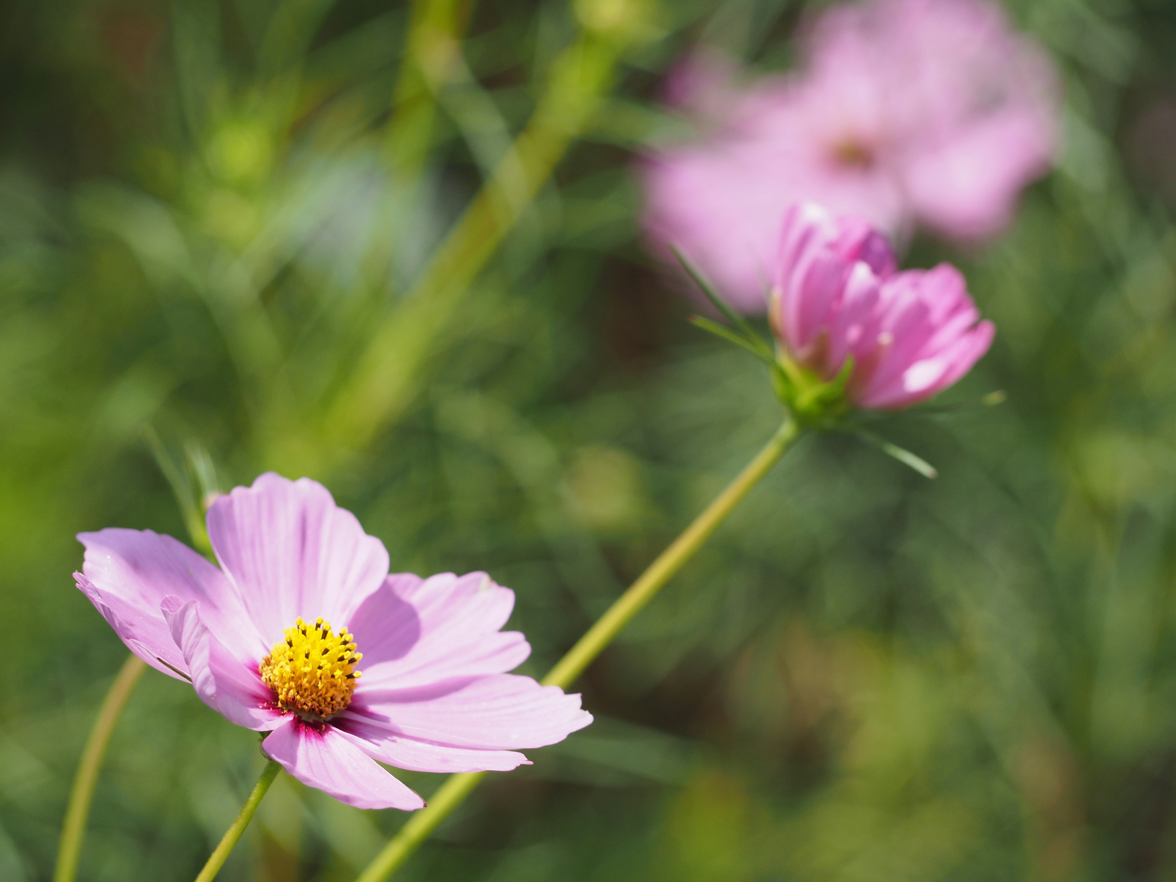 Bunga cosmos pink menonjol di latar belakang hijau