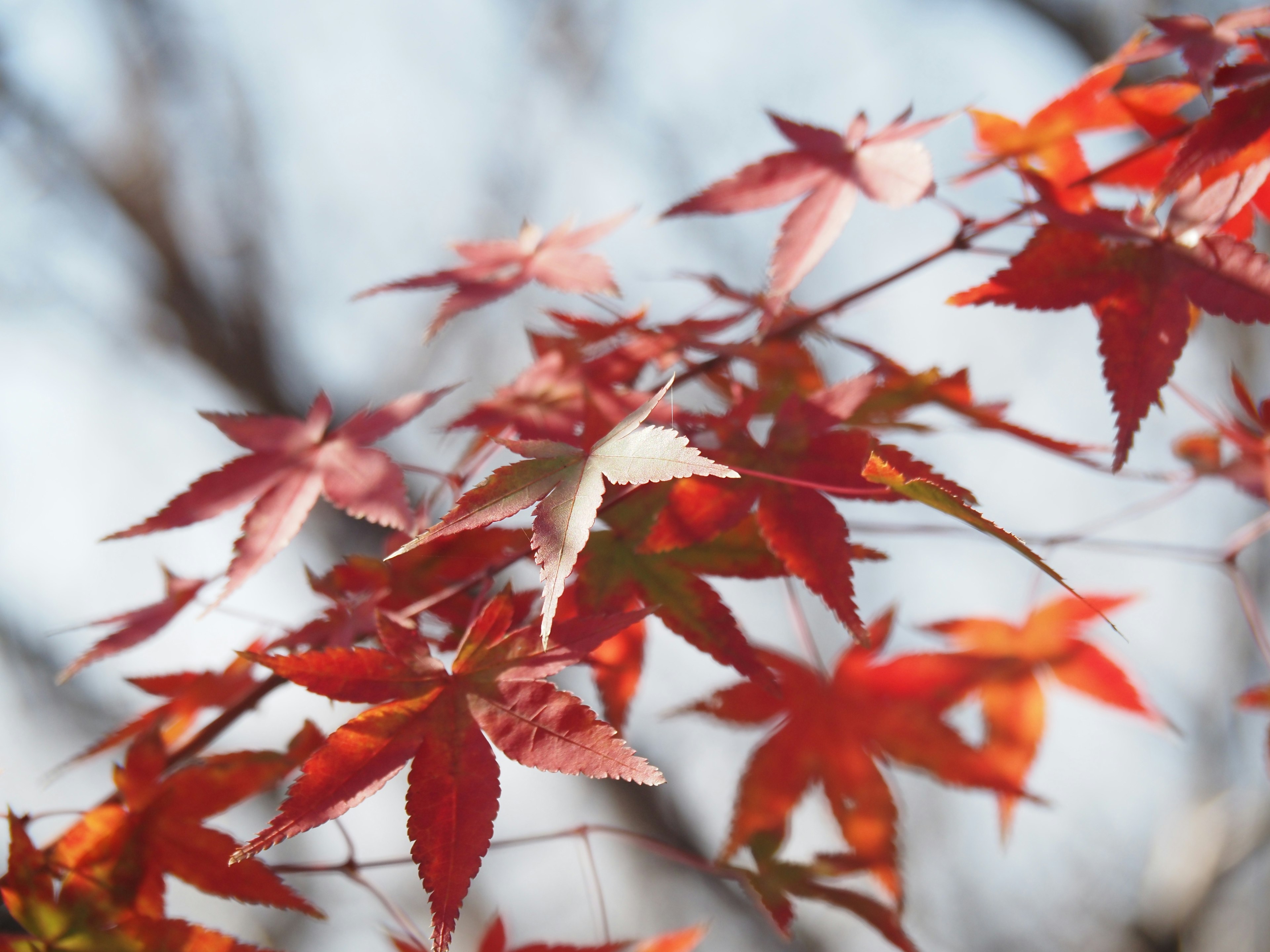 Feuilles d'érable rouges sur fond de ciel bleu