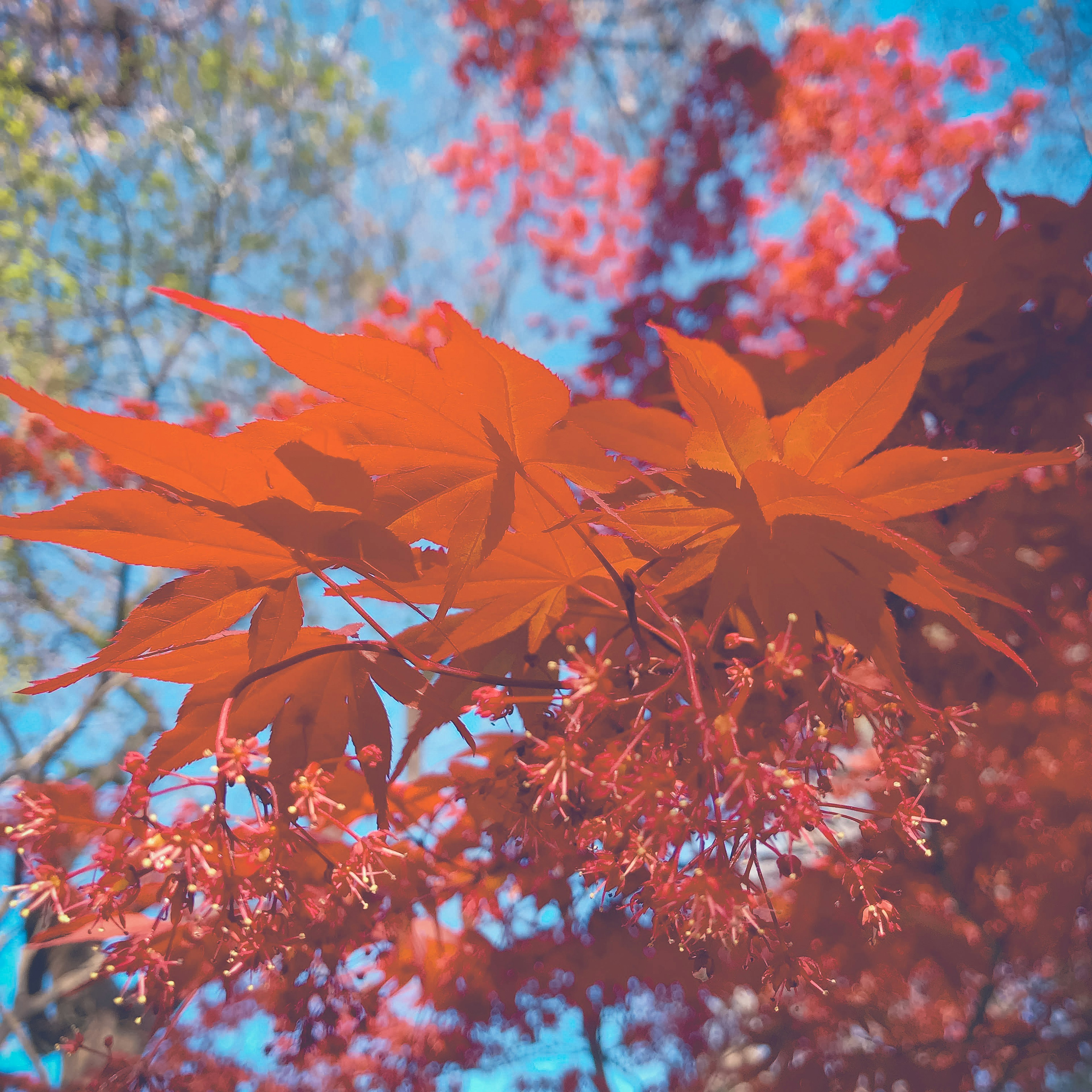 Vibrant red maple leaves against a blue sky