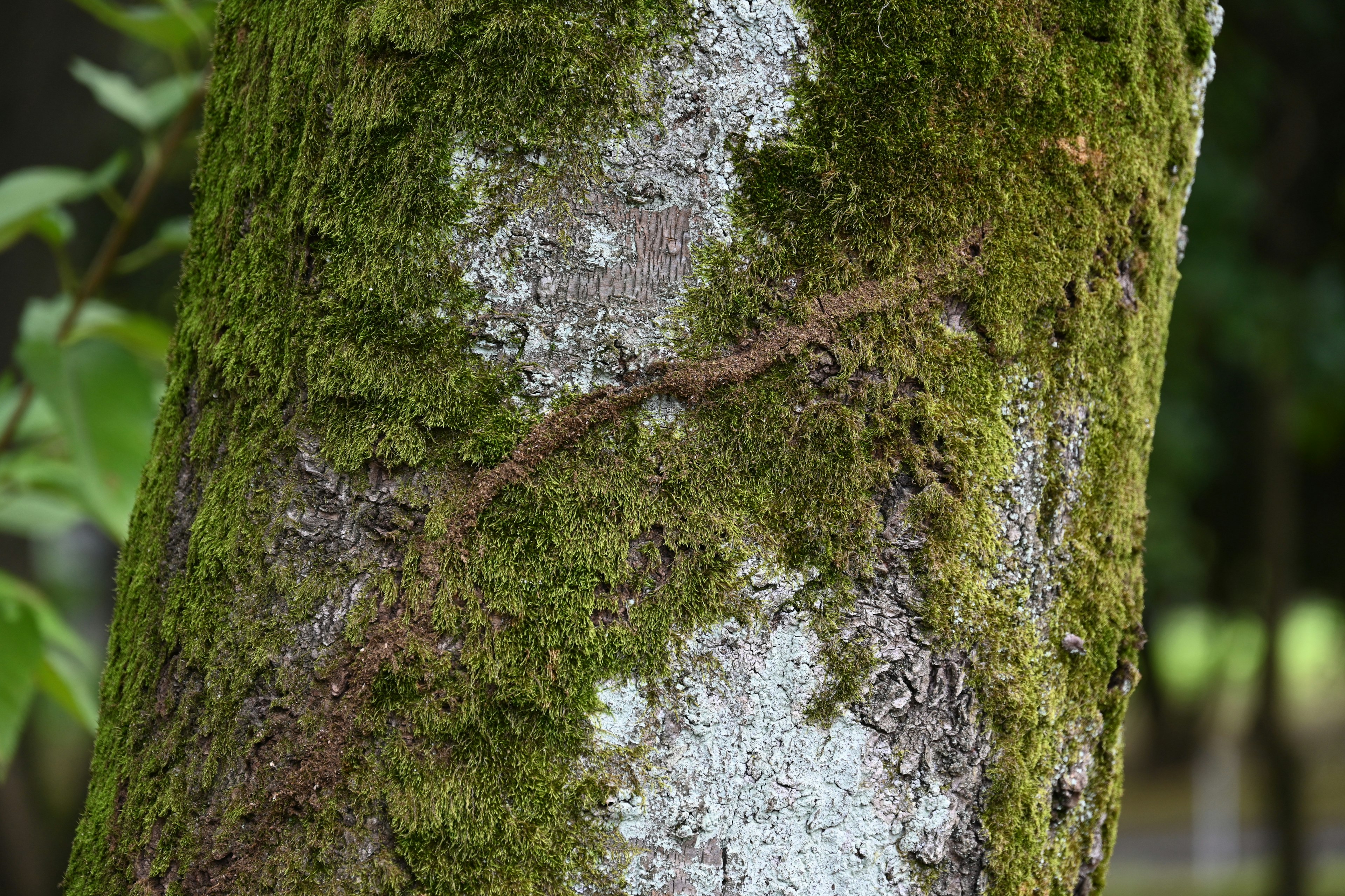 Texture détaillée de la mousse sur un tronc d'arbre