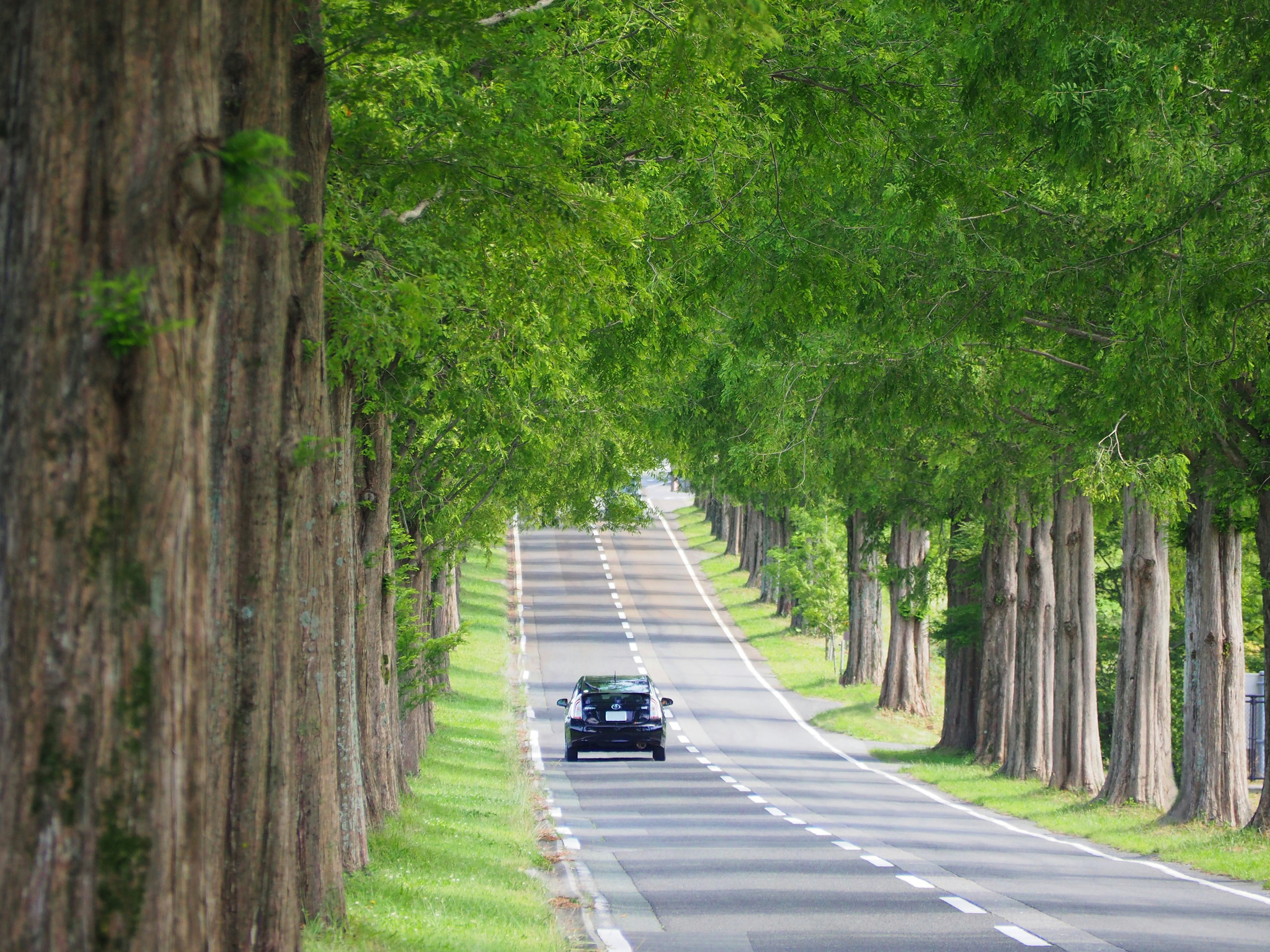 Une voiture circulant sur une route tranquille bordée d'arbres verts