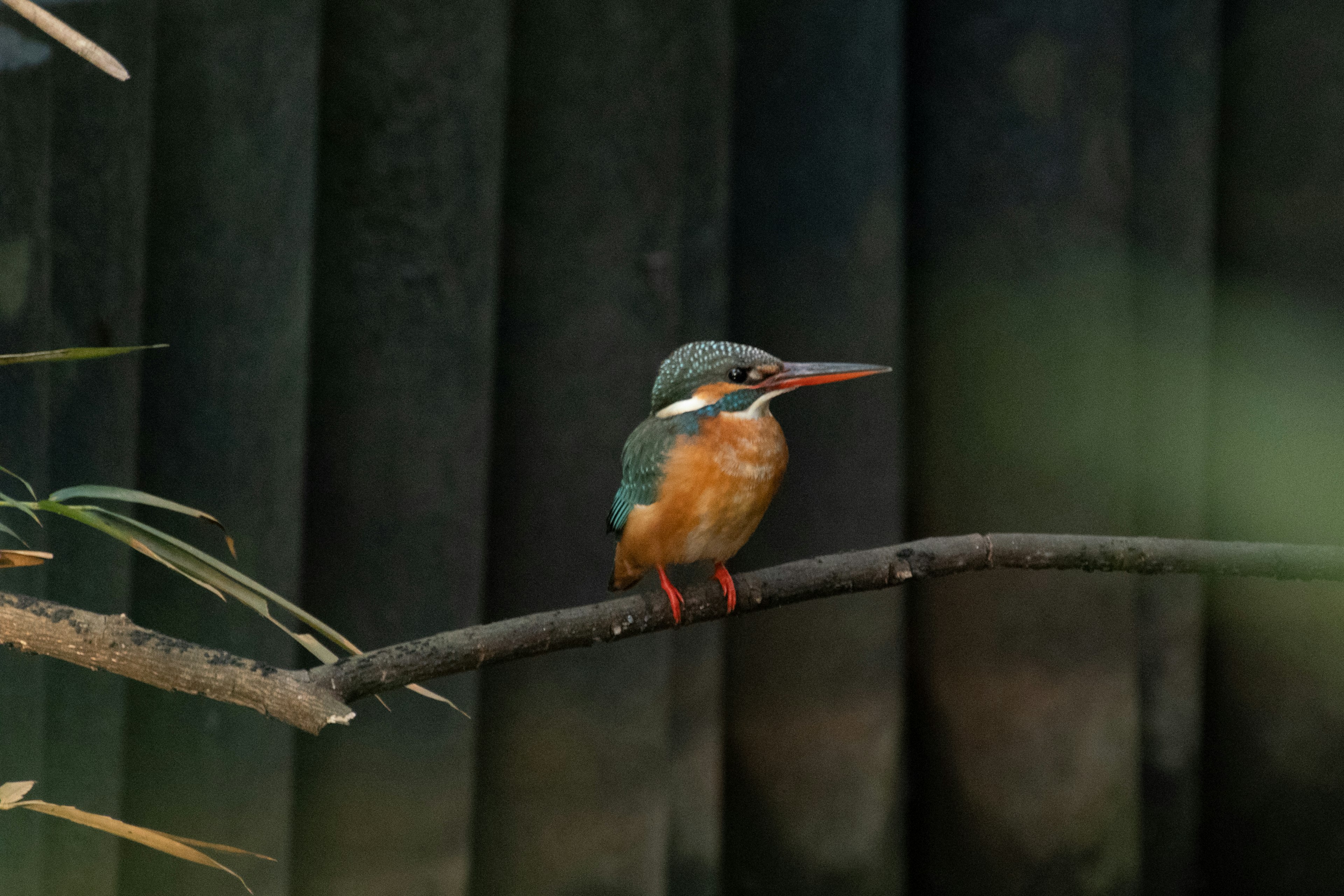 Ein Eisvogel mit leuchtend blauen und orangefarbenen Federn, der auf einem Ast sitzt