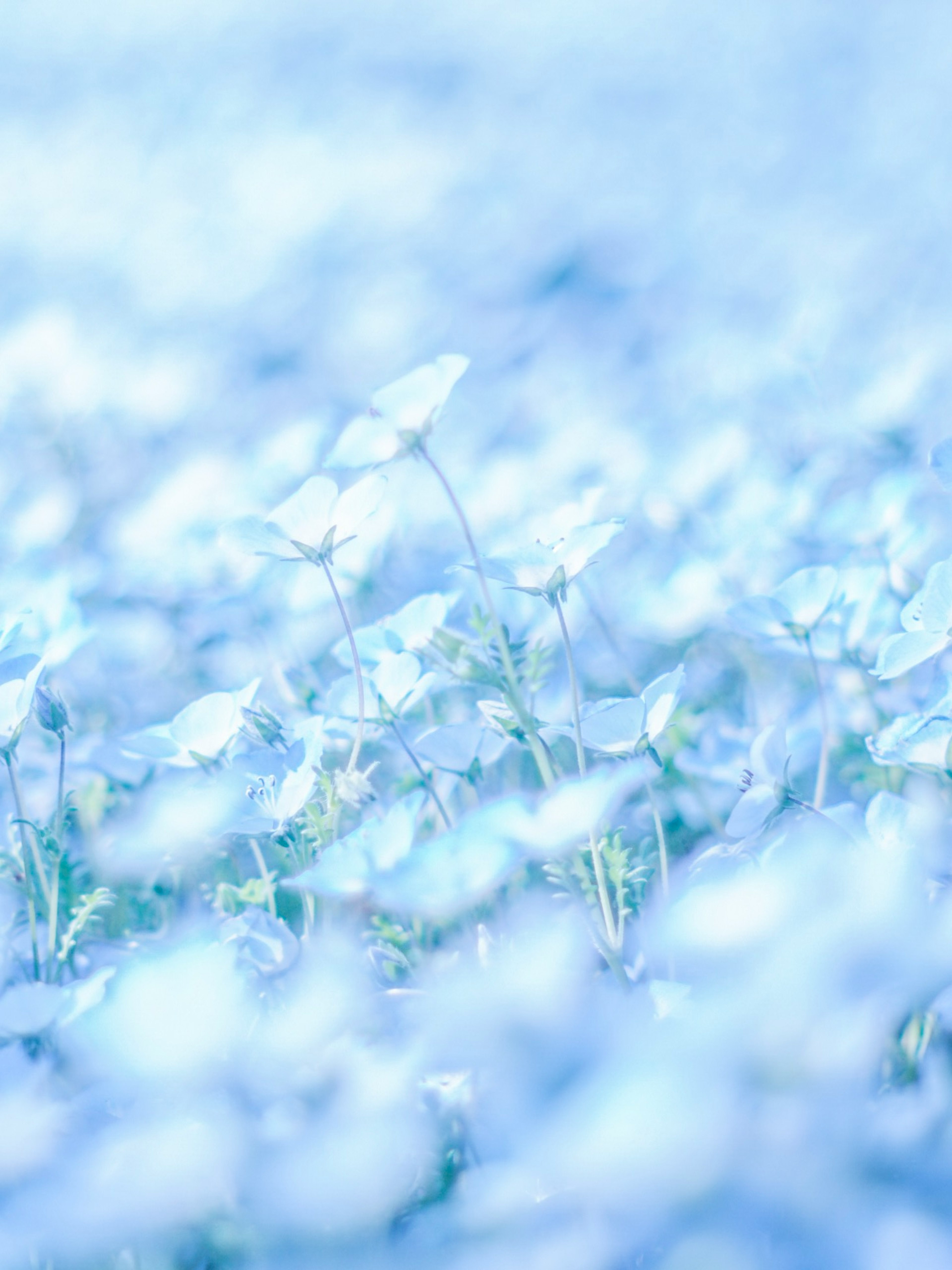 Verschwommene Aufnahme eines Feldes mit blassen blauen Blumen