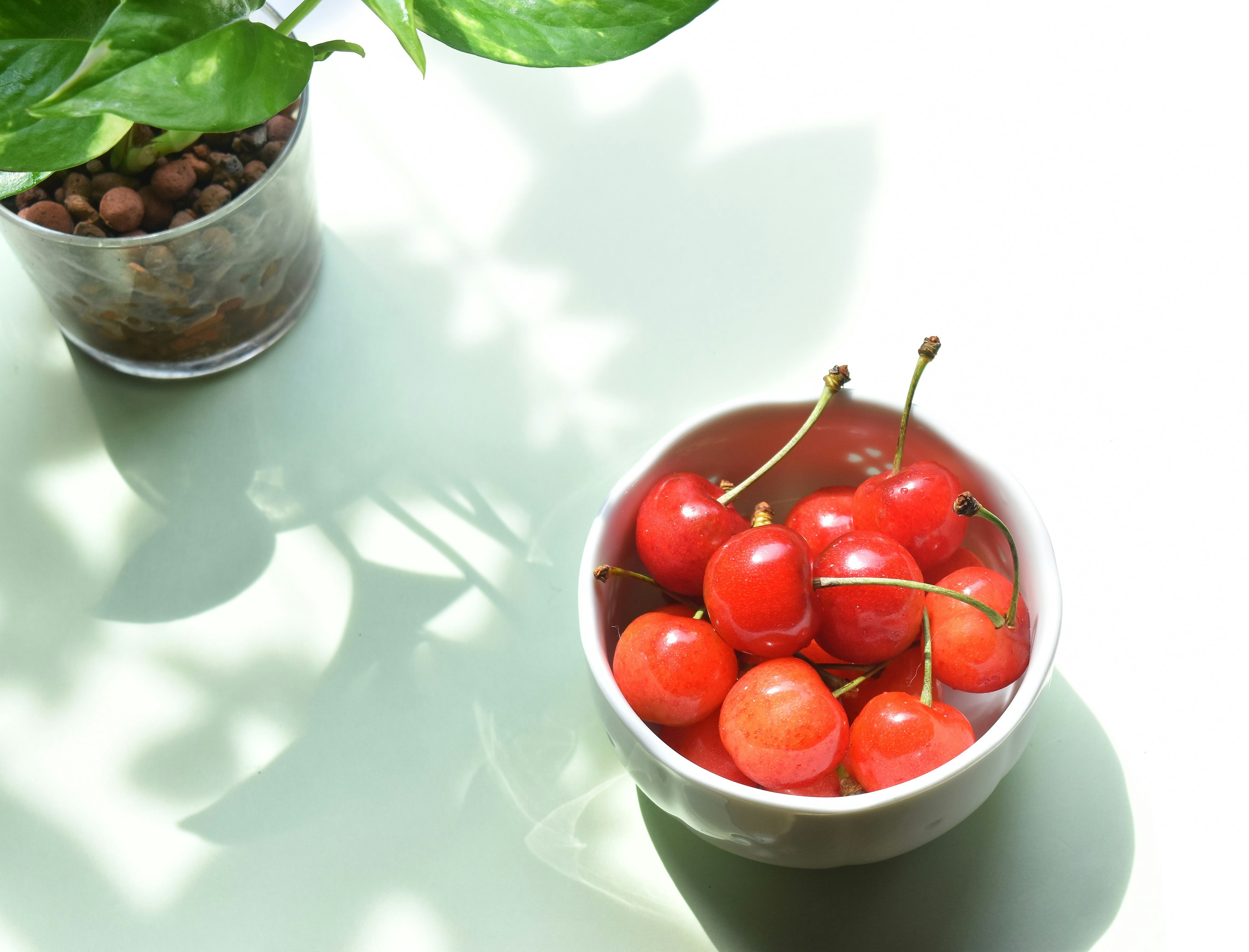 Small red cherries in a white bowl on a light table