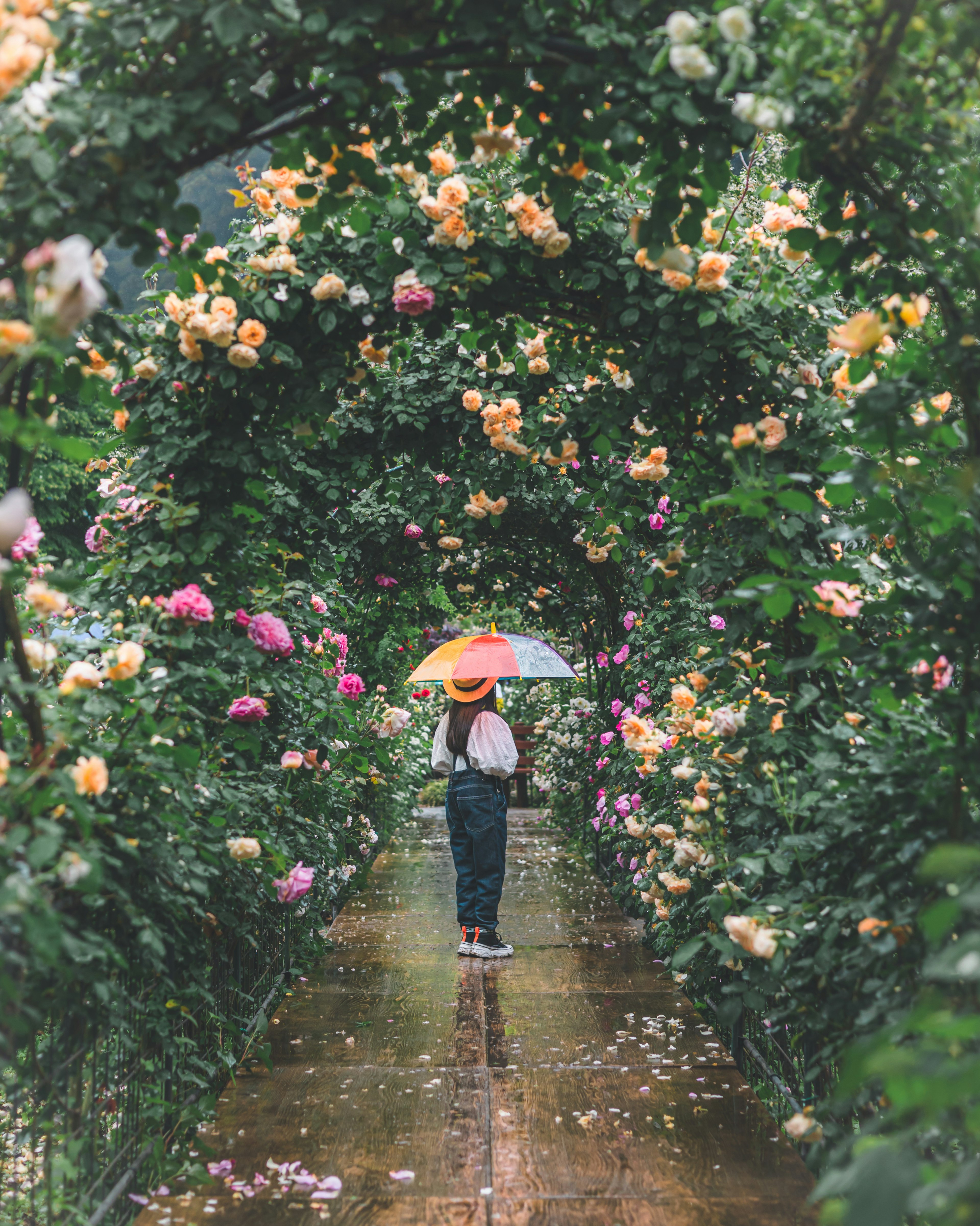 雨の中、傘を持つ人が花に囲まれた小道を歩いている