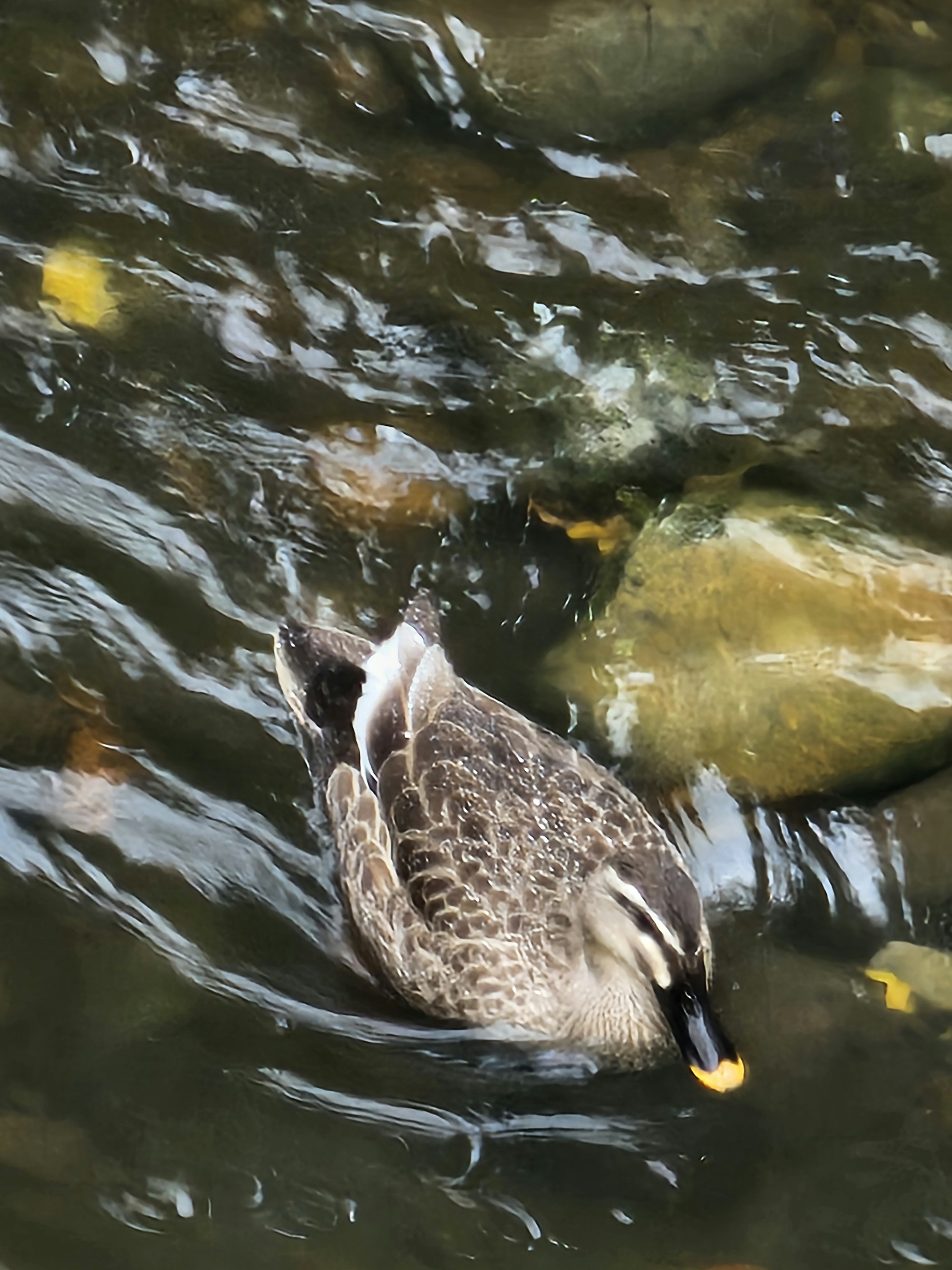 A duck foraging for food in the water