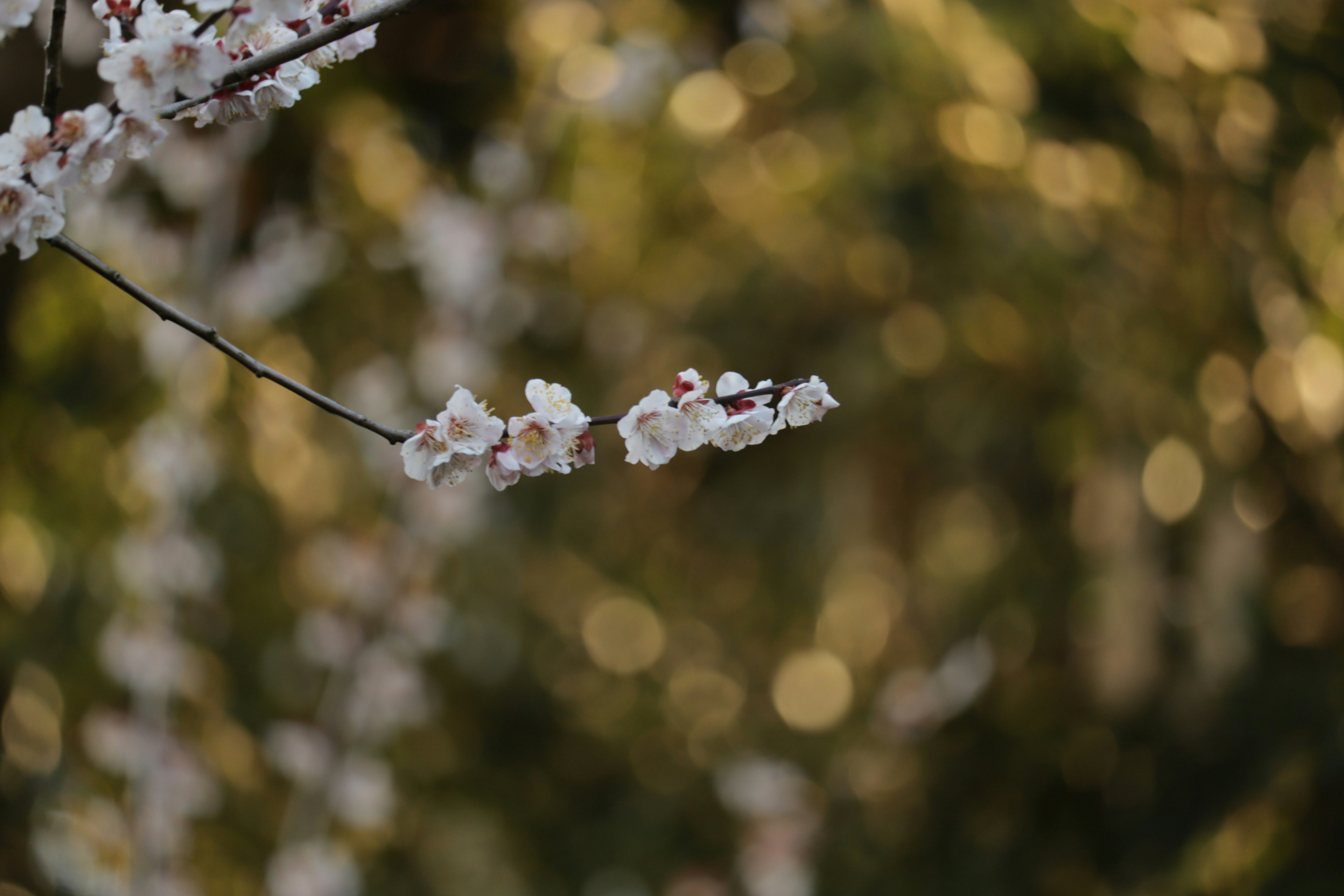 Fleurs de cerisier blanches délicates sur un fond doré flou