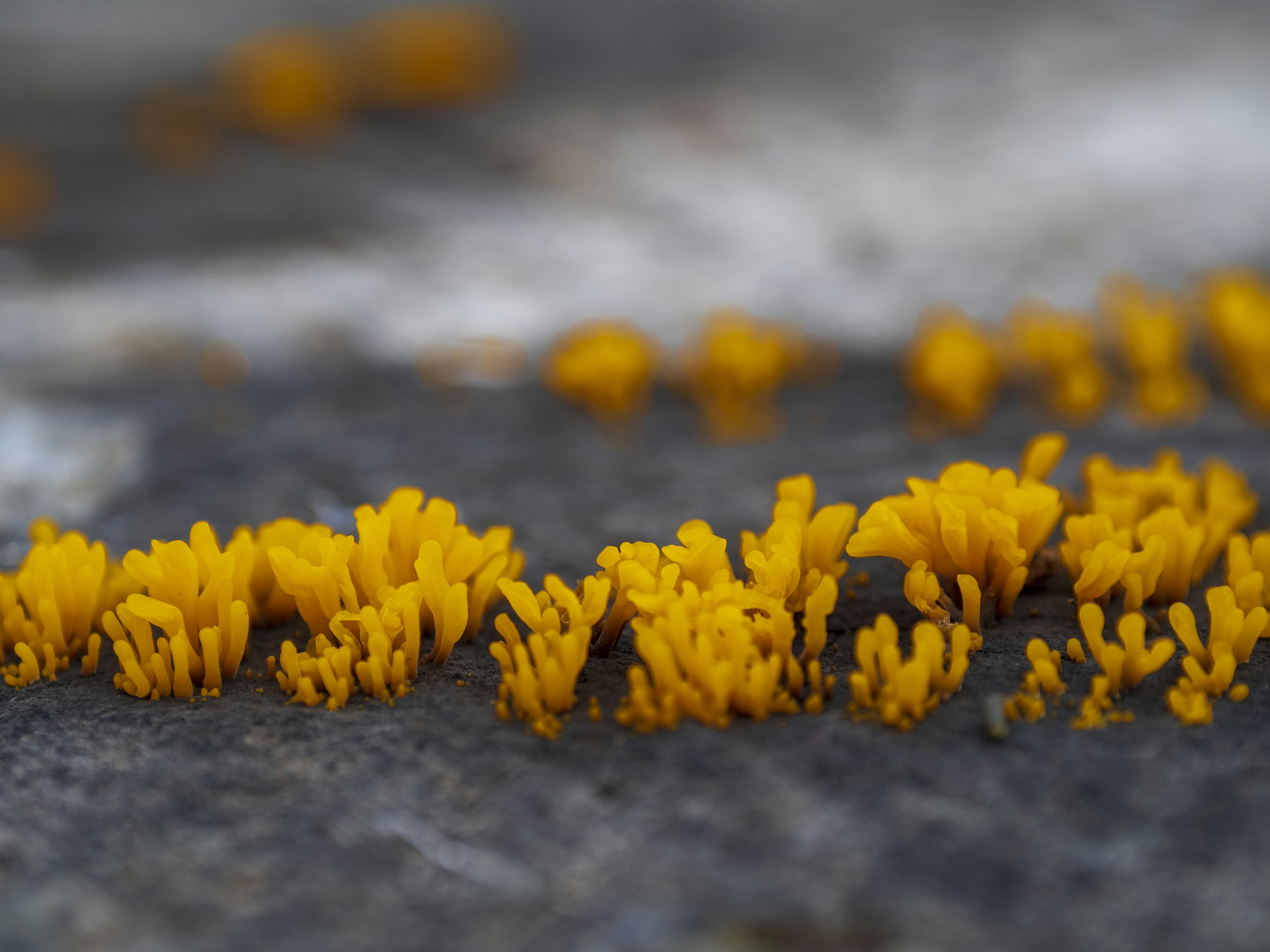 Yellow fungi growing on a rocky surface