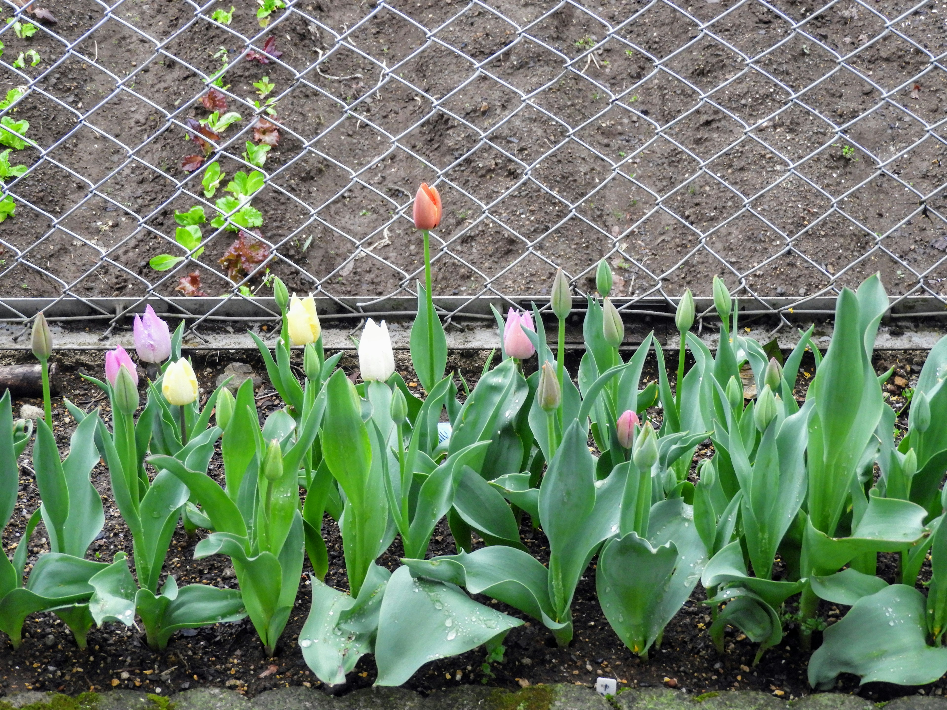 Colorful tulips planted in a garden bed with a wire fence