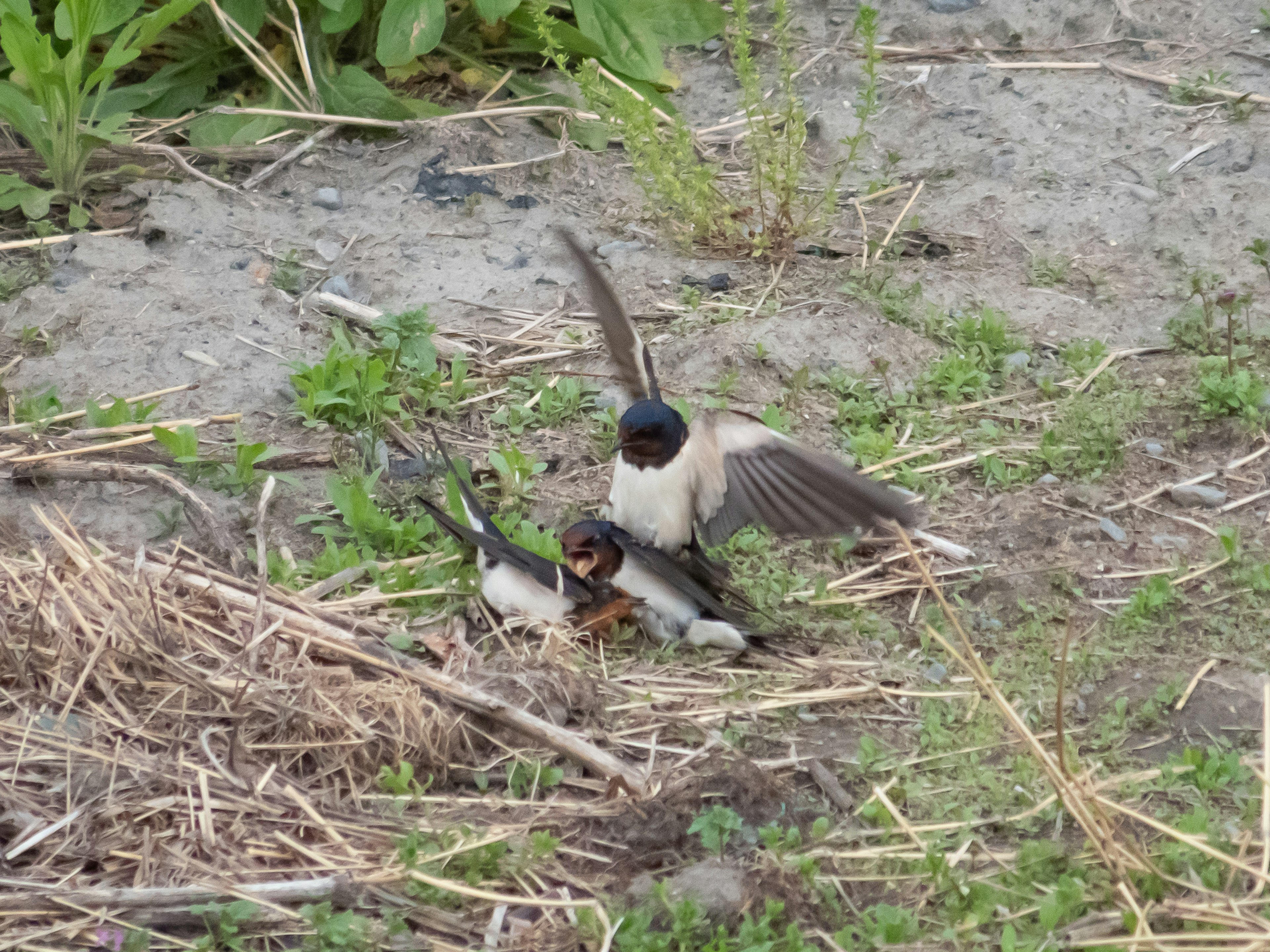 Swallow feeding its chick in a grassy area near the ground