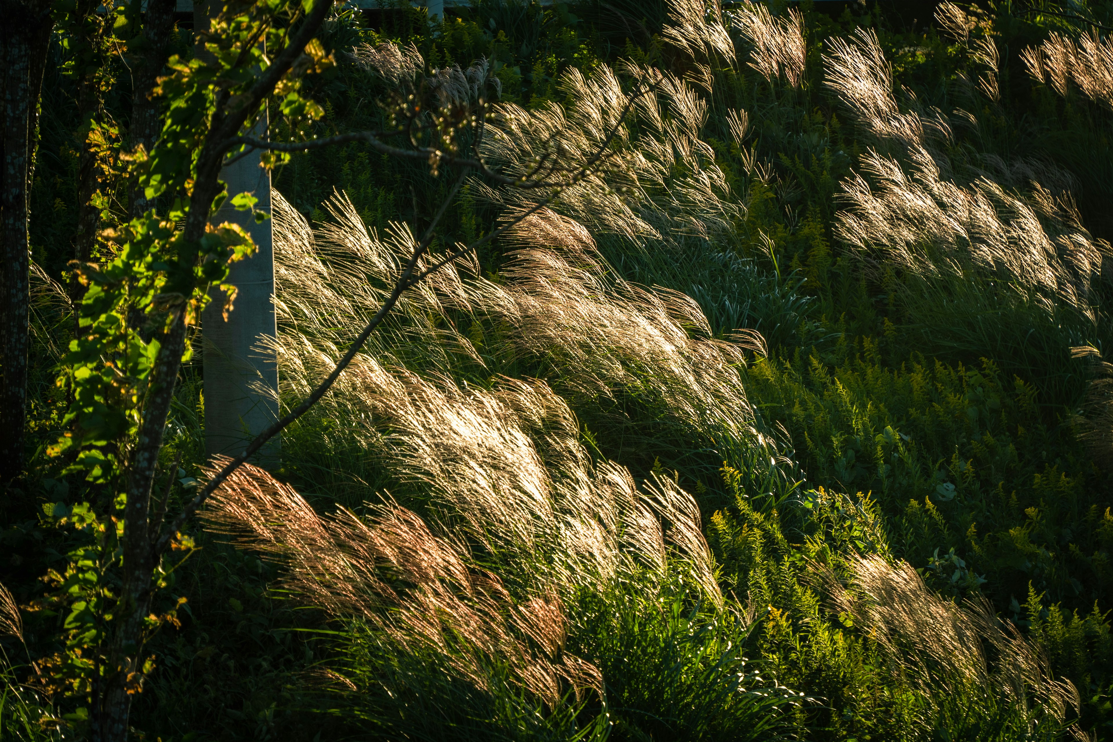 風に揺れる草の群れと緑の背景