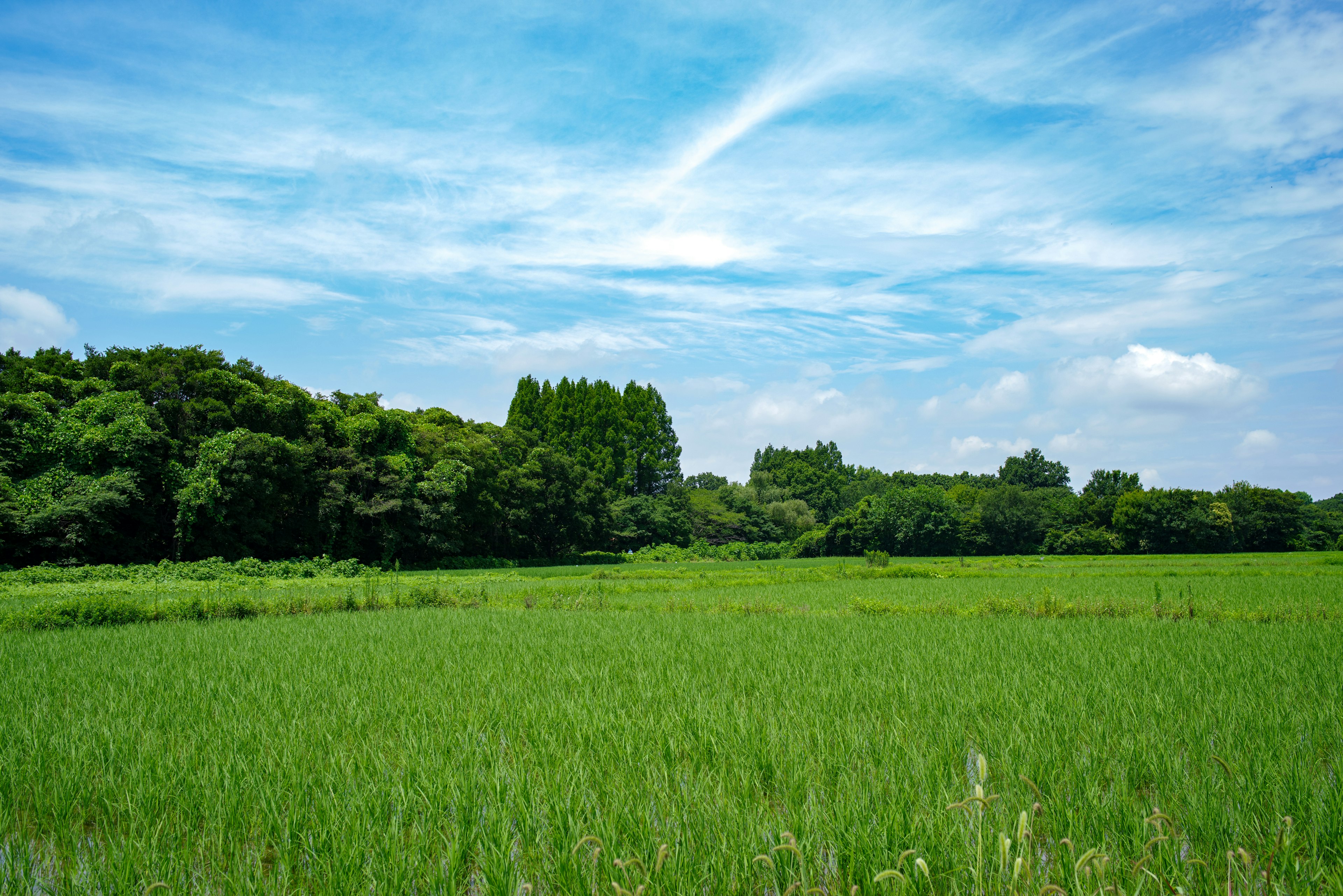 Paisaje con campos de arroz verdes bajo un cielo azul