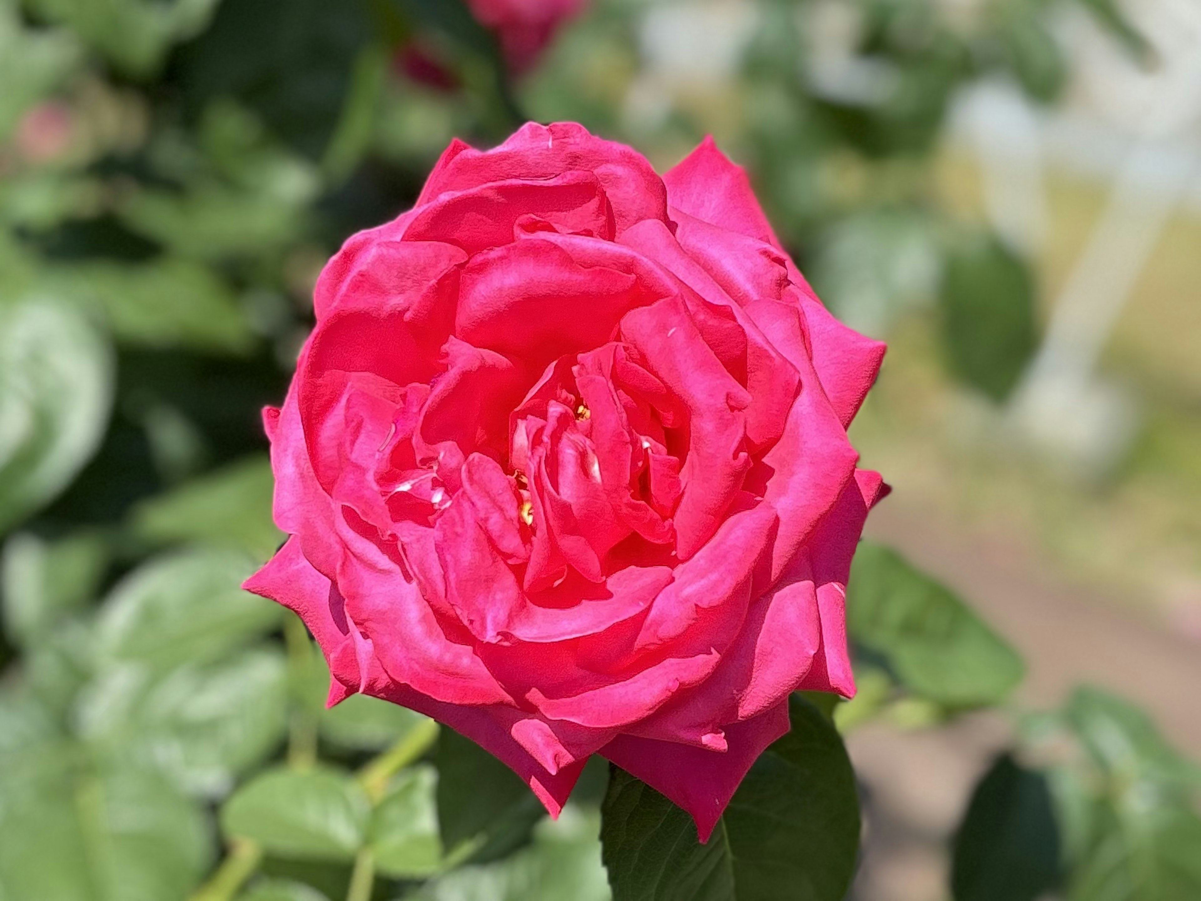 Vibrant pink rose flower in full bloom