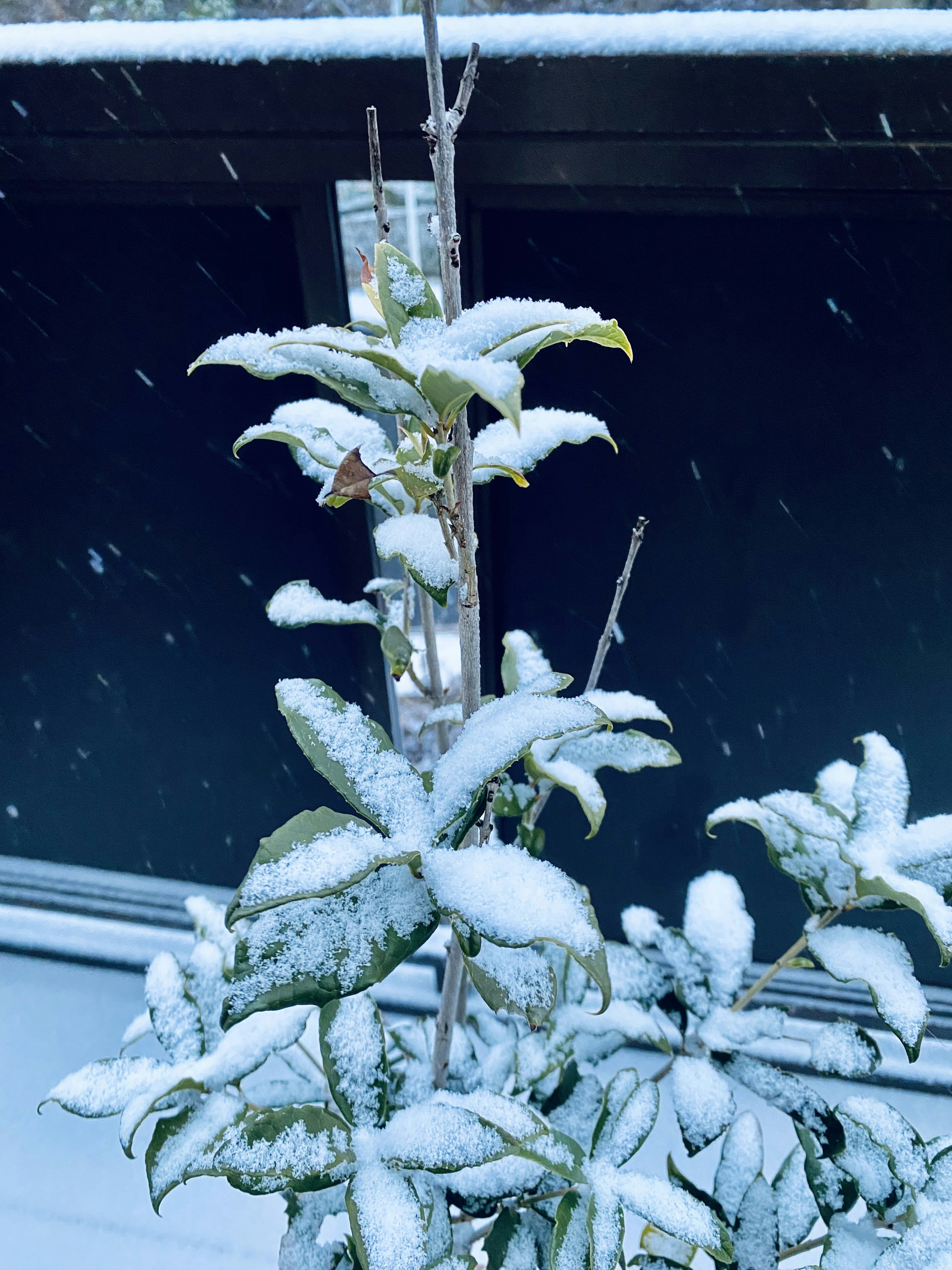 Eine mit Schnee bedeckte Pflanze mit sichtbaren Blättern und Zweigen