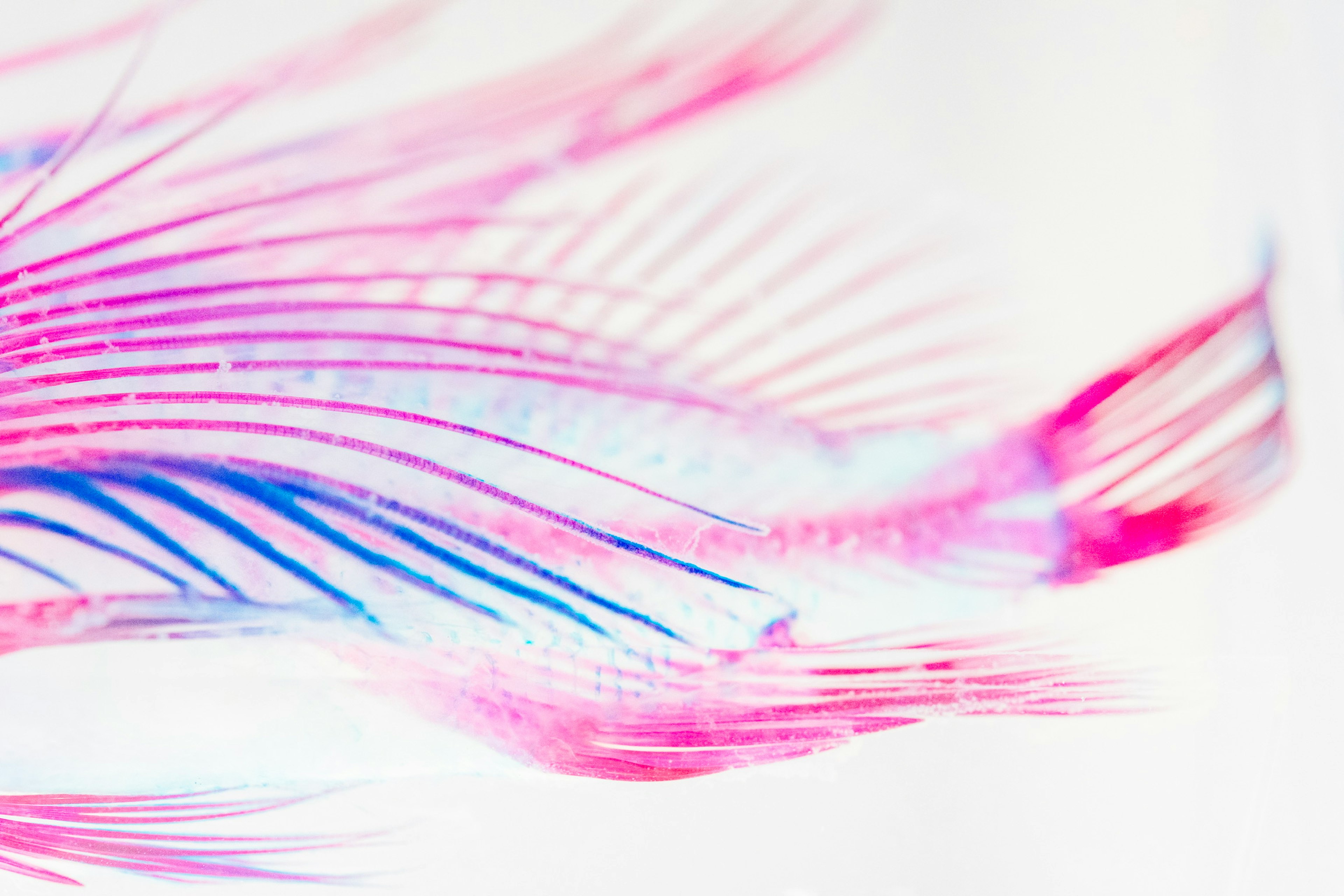 Vibrant pink and blue feather-like patterns on a white background