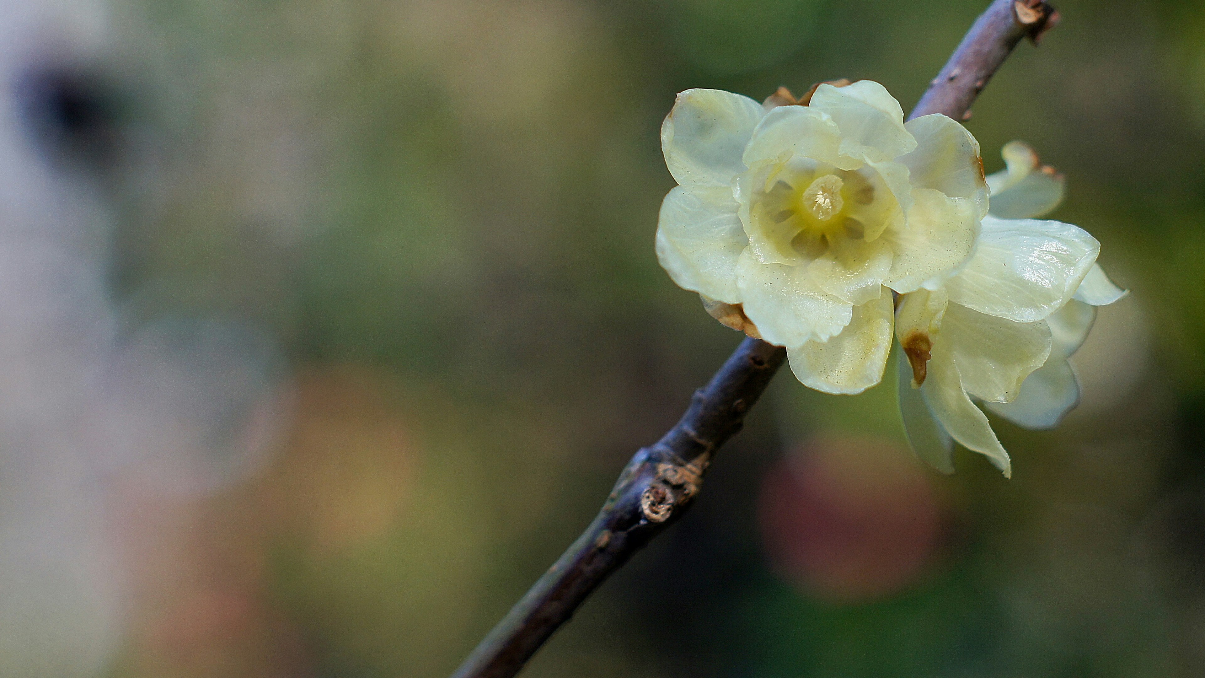 Nahaufnahme einer blassgelben Blume, die an einem Zweig blüht