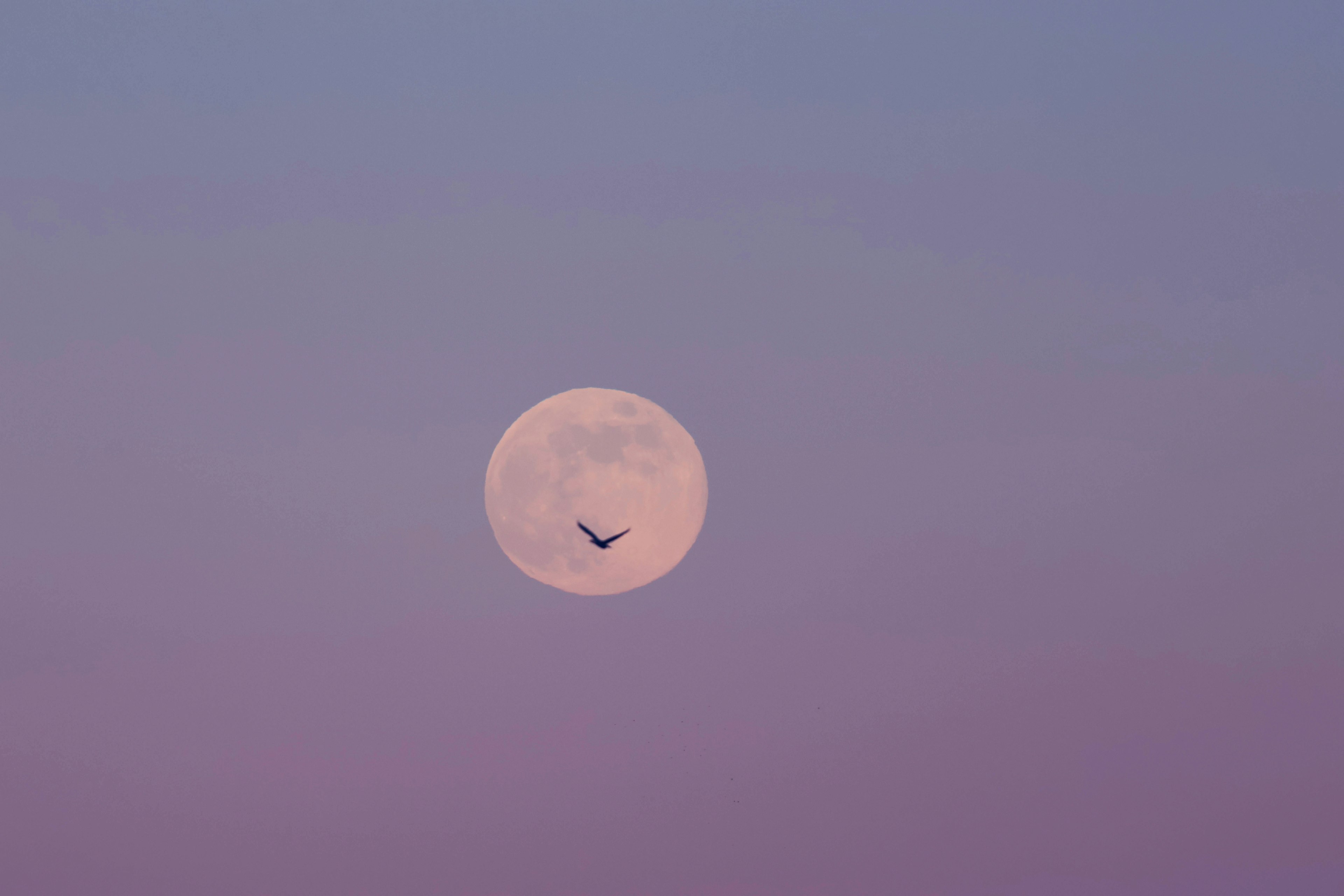 A large pink moon in a pastel sky with a silhouette of a bird