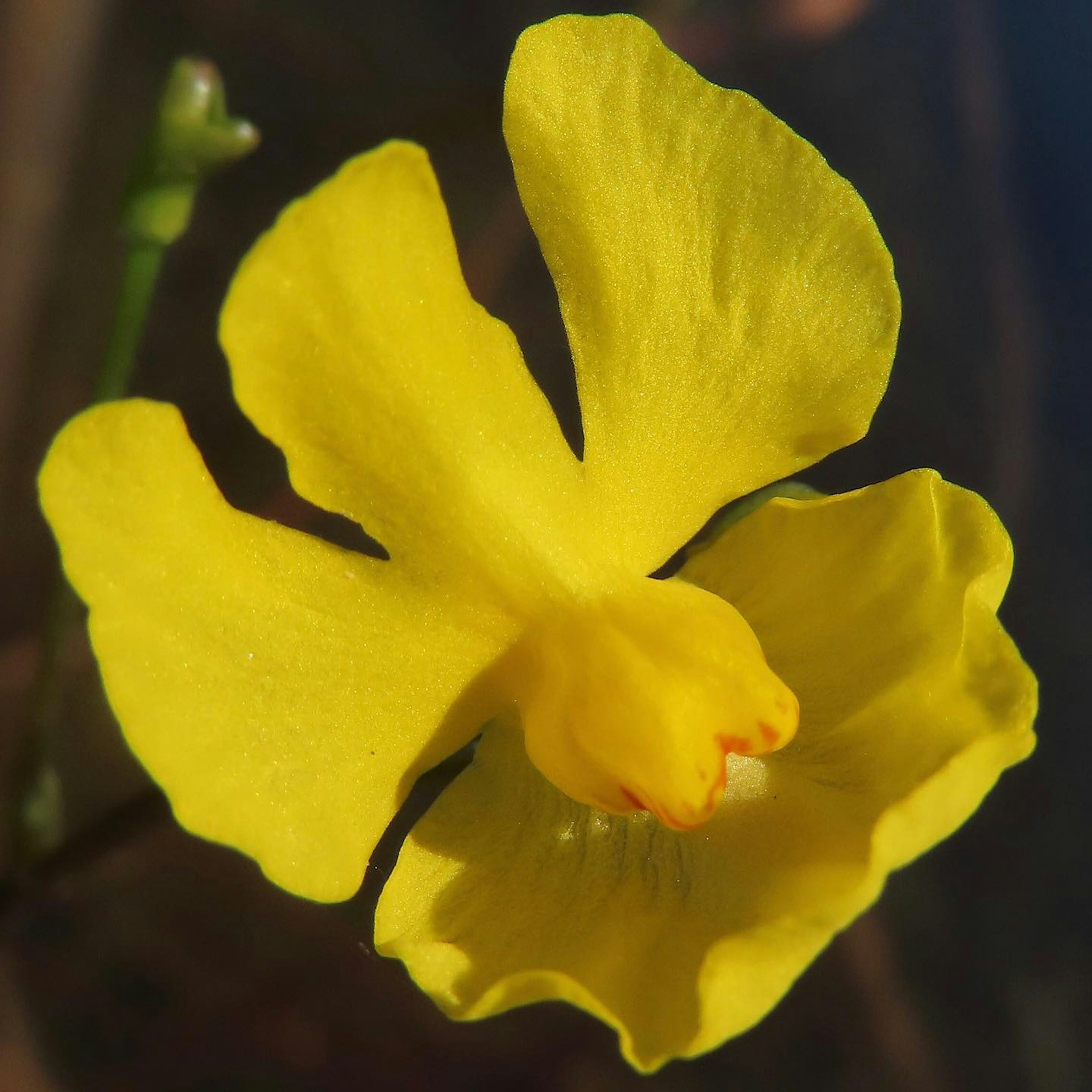 Fiore di orchidea gialla vibrante in fiore