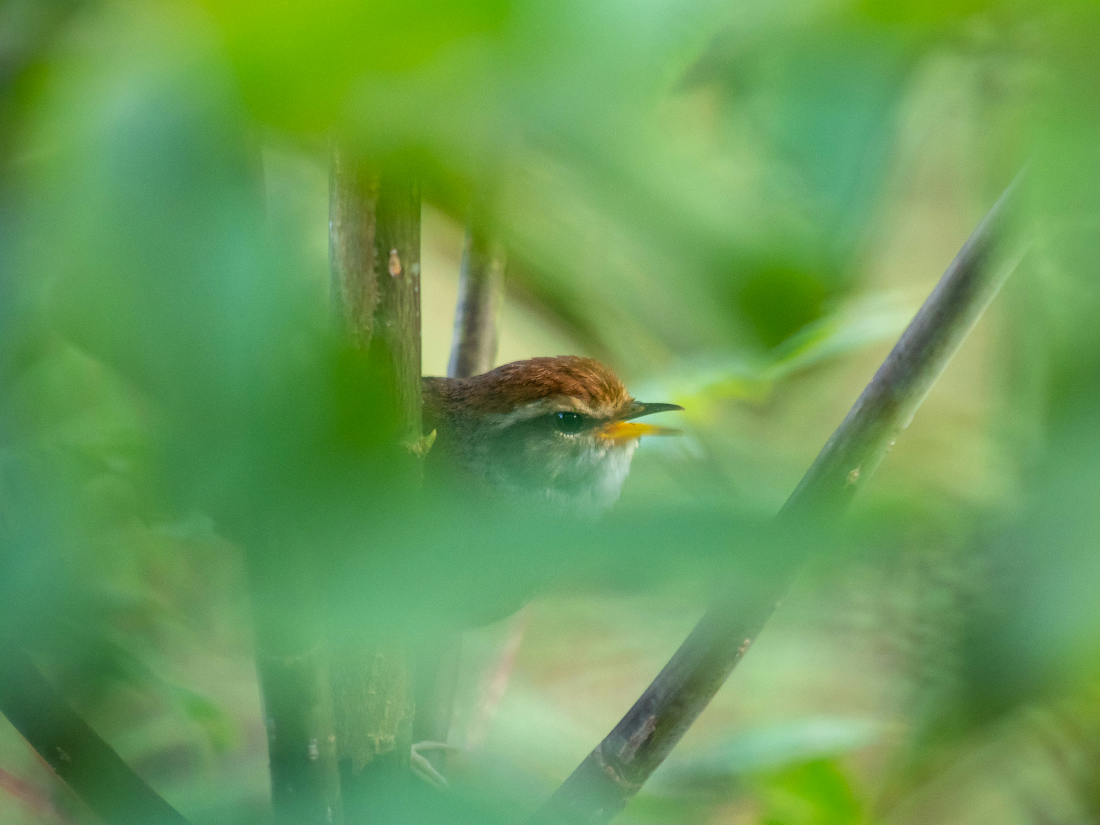 緑の葉の間から見える小さな鳥の姿