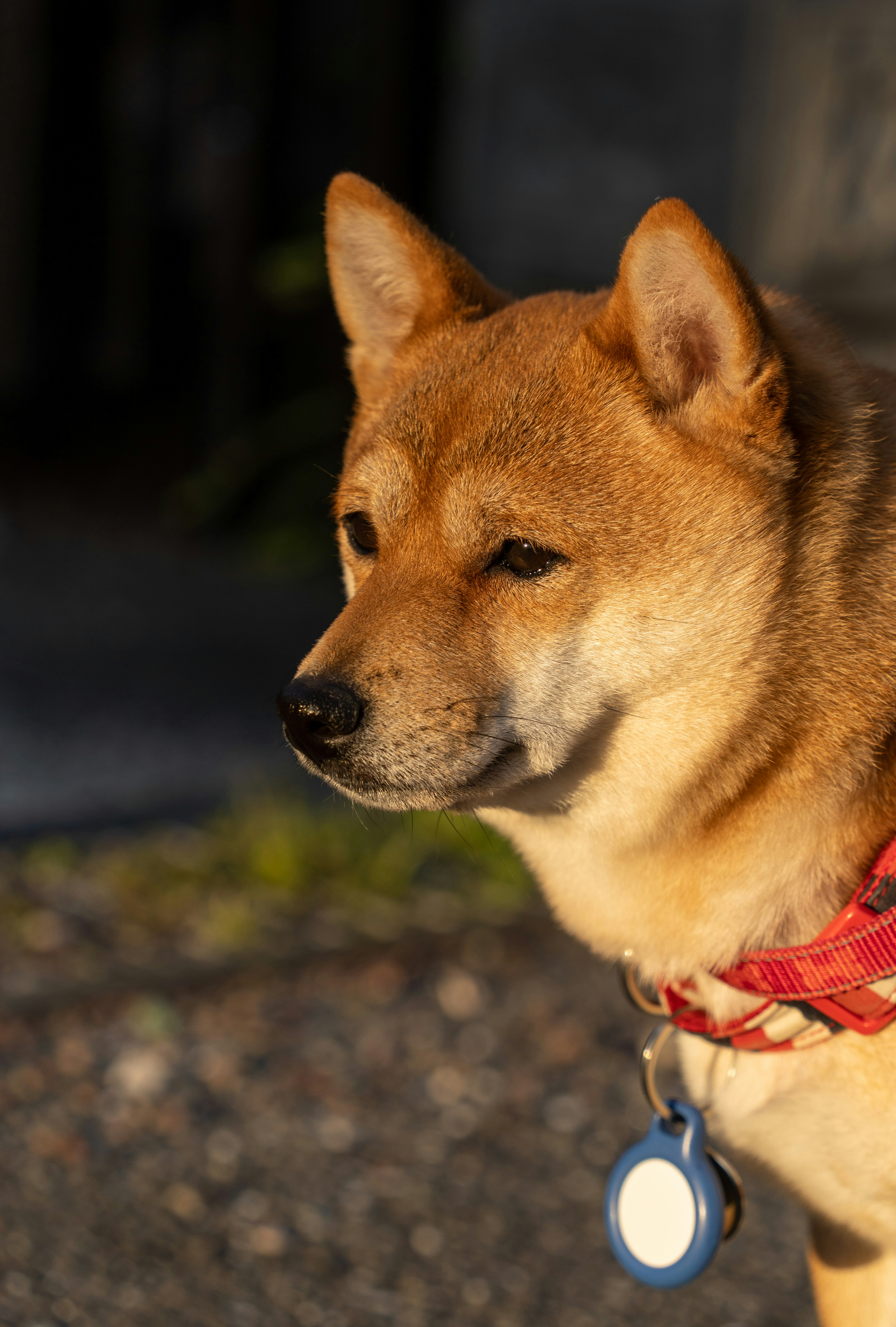 夕日を浴びた柴犬が横を向いている