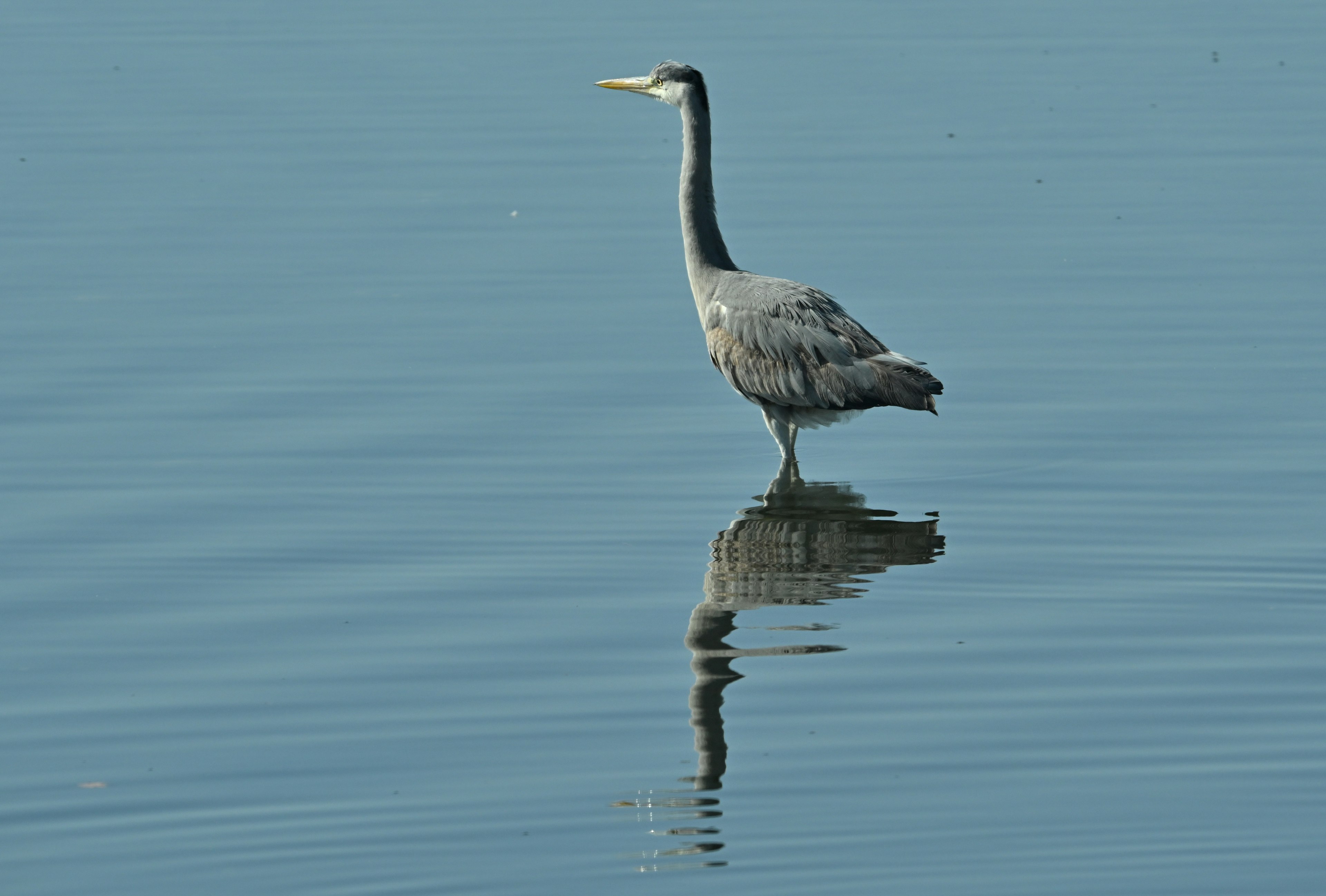 Airone grigio in piedi sulla superficie dell'acqua con il suo riflesso