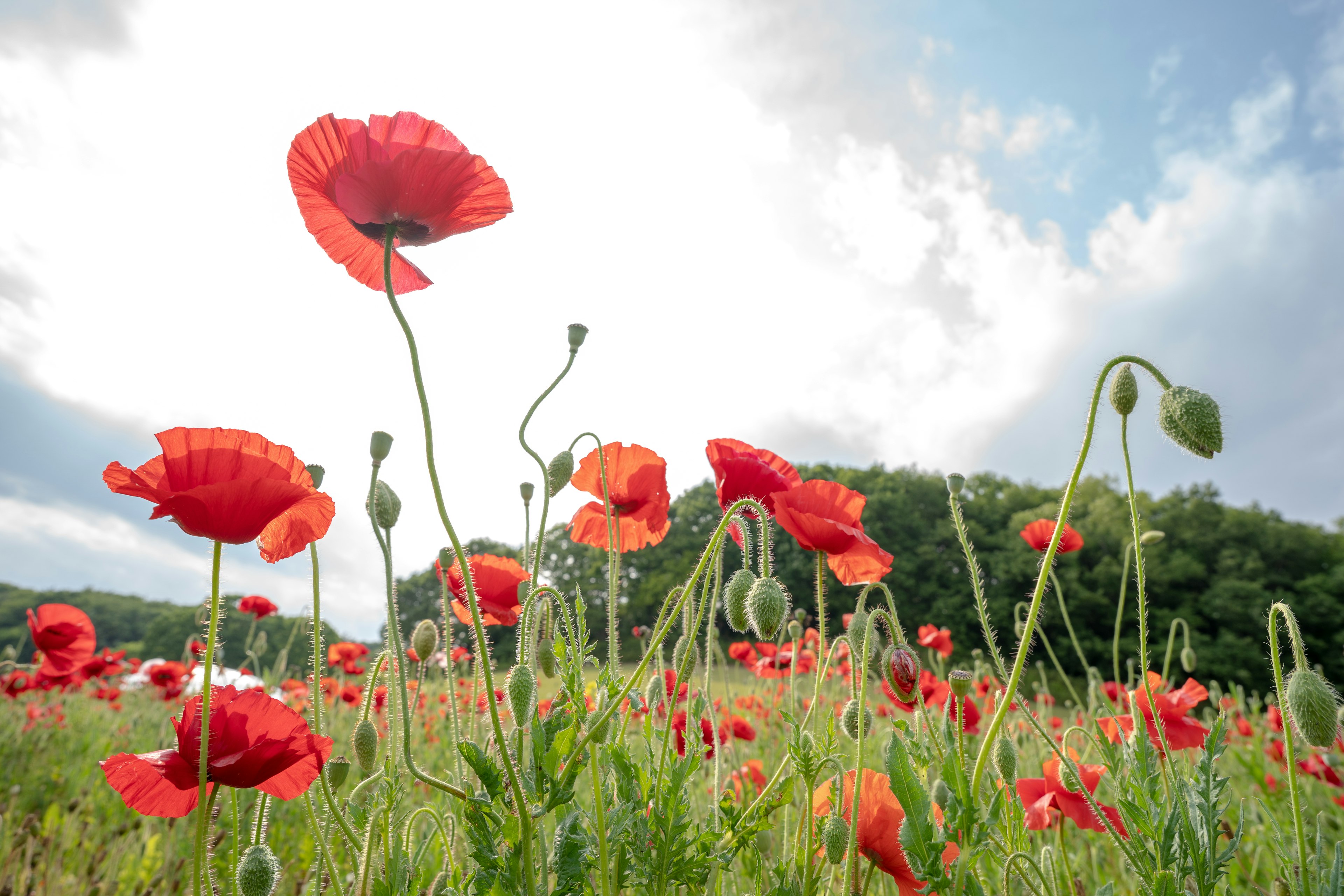 Field of vibrant red poppies under a cloudy sky