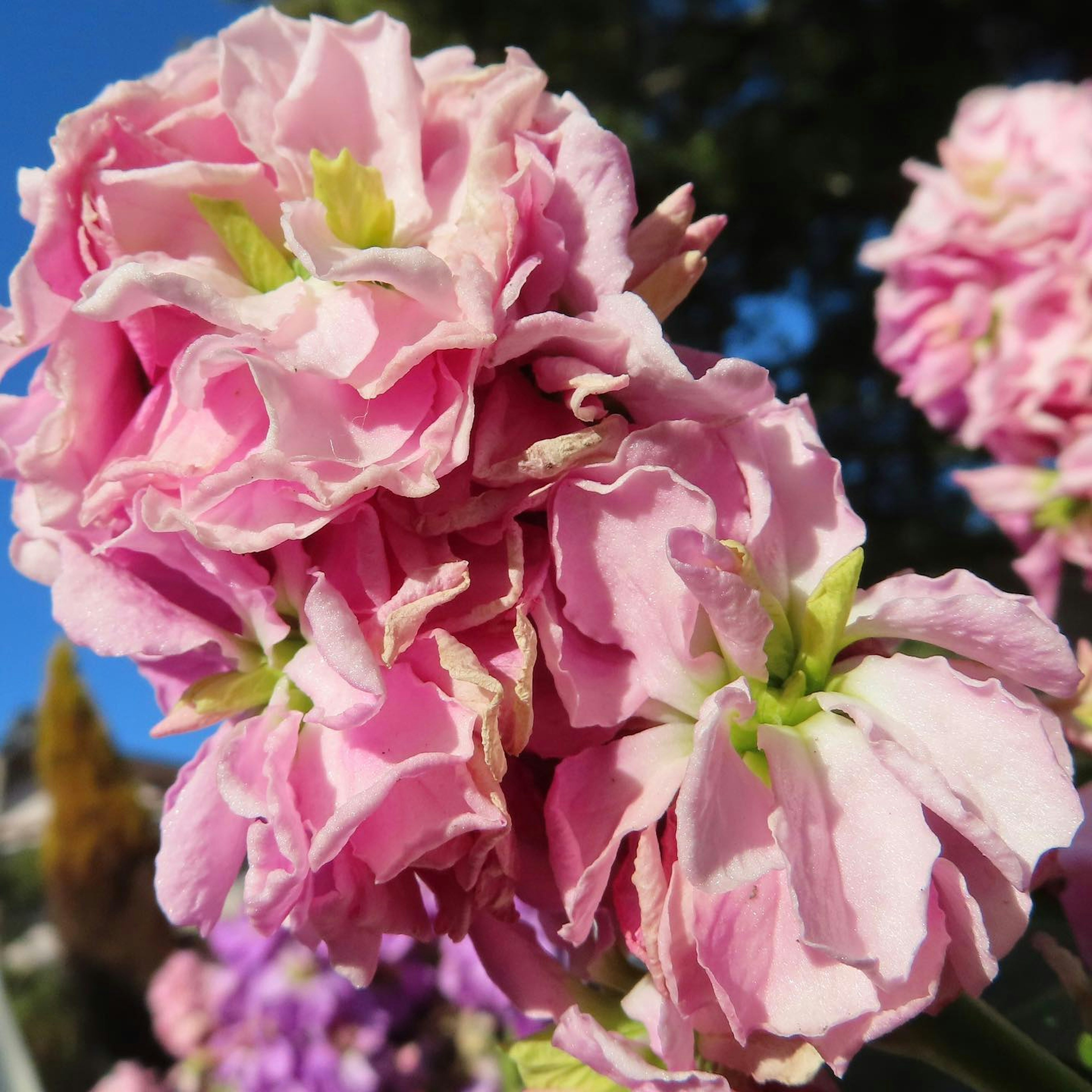 Gambar close-up bunga pink yang indah sedang mekar