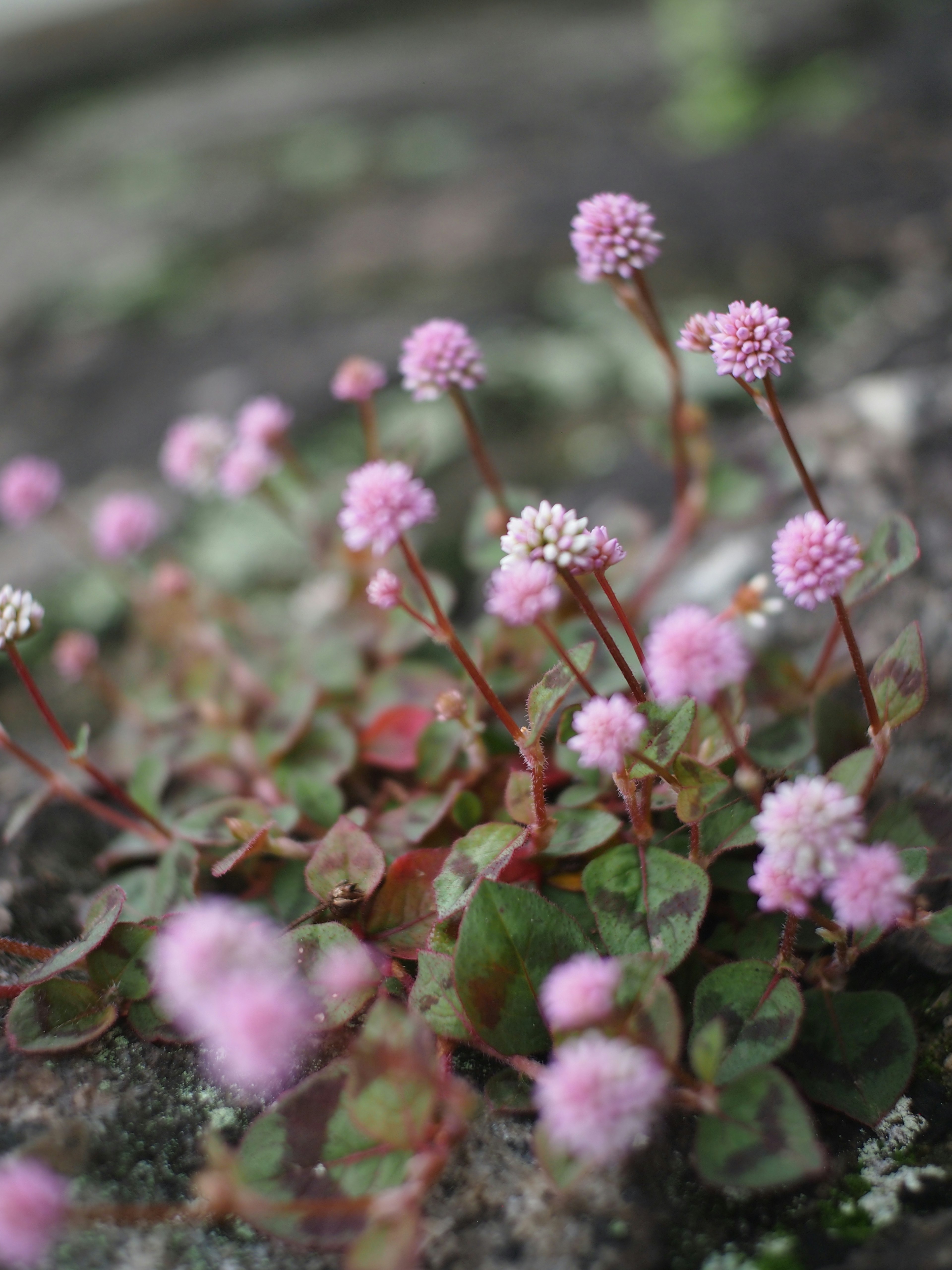 Ansammlung kleiner rosa Blumen, die auf einer felsigen Oberfläche blühen