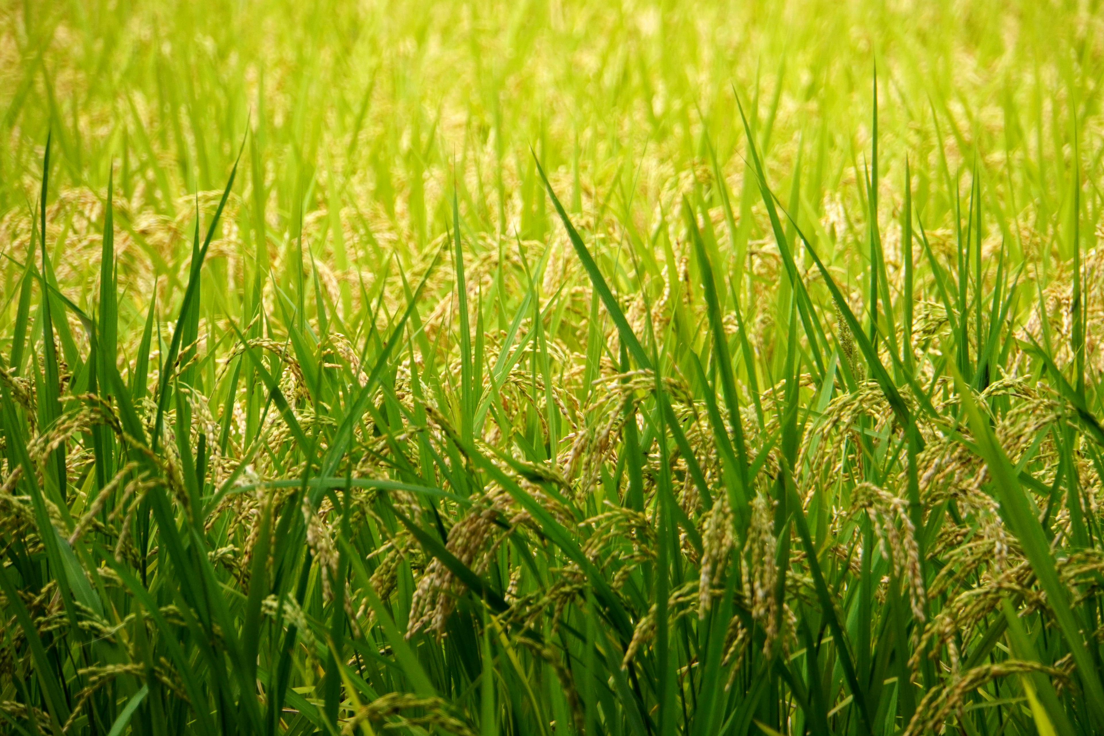 Campo di riso verde rigoglioso con spighe dorate che ondeggiano